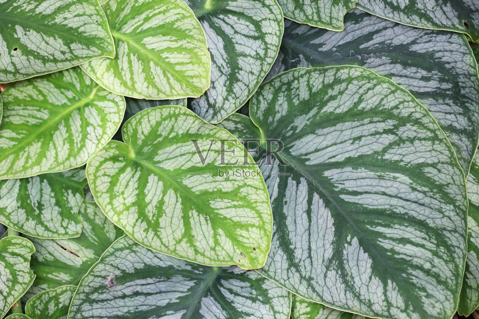 热带植物结构照片摄影图片