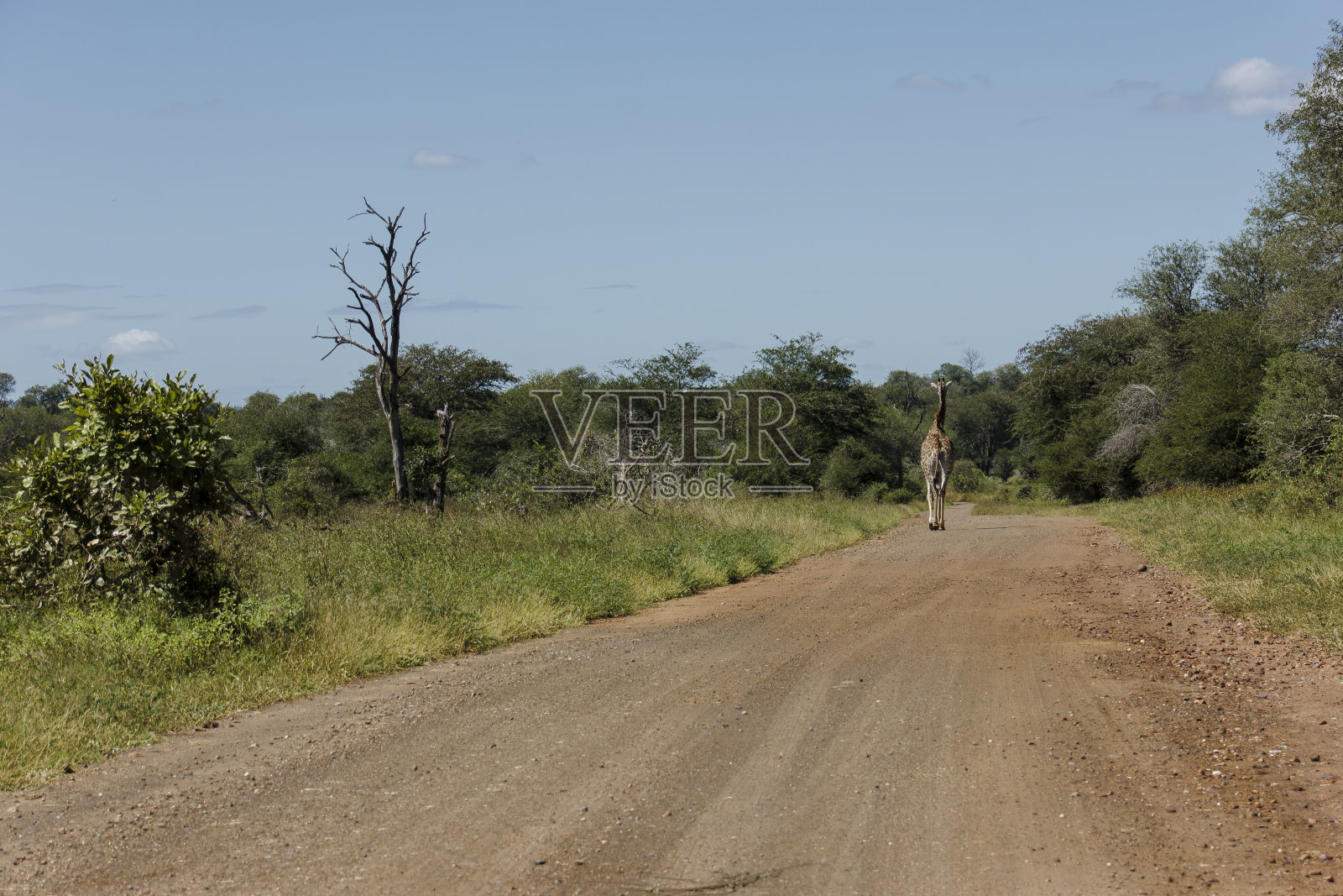 长颈鹿走在路上照片摄影图片