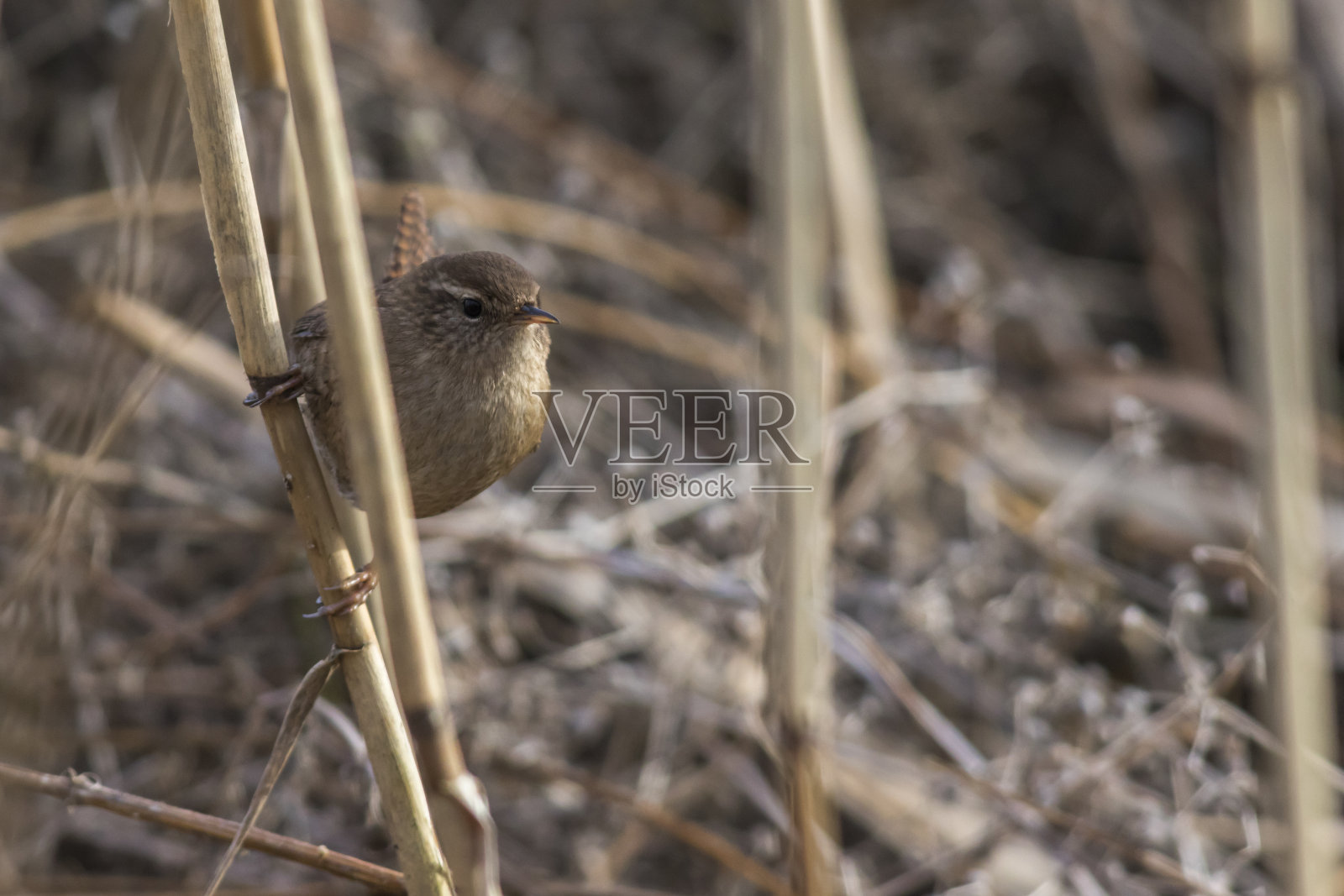 佐格尼格（特罗格洛迪特人）照片摄影图片