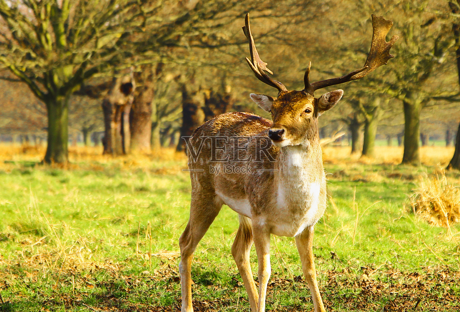 伦敦的国王照片摄影图片