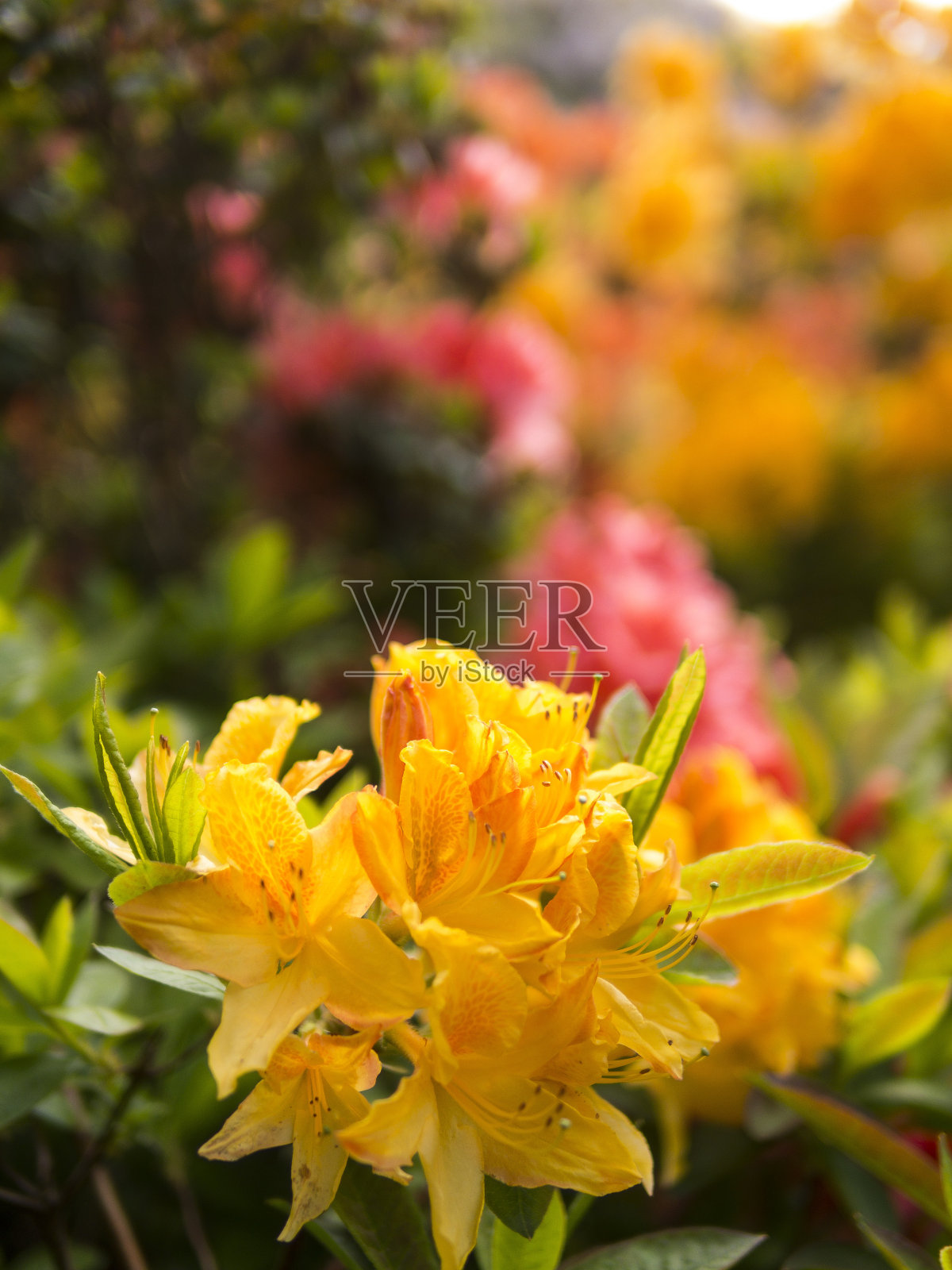 英国丽亚花园中五颜六色的杜鹃花照片摄影图片