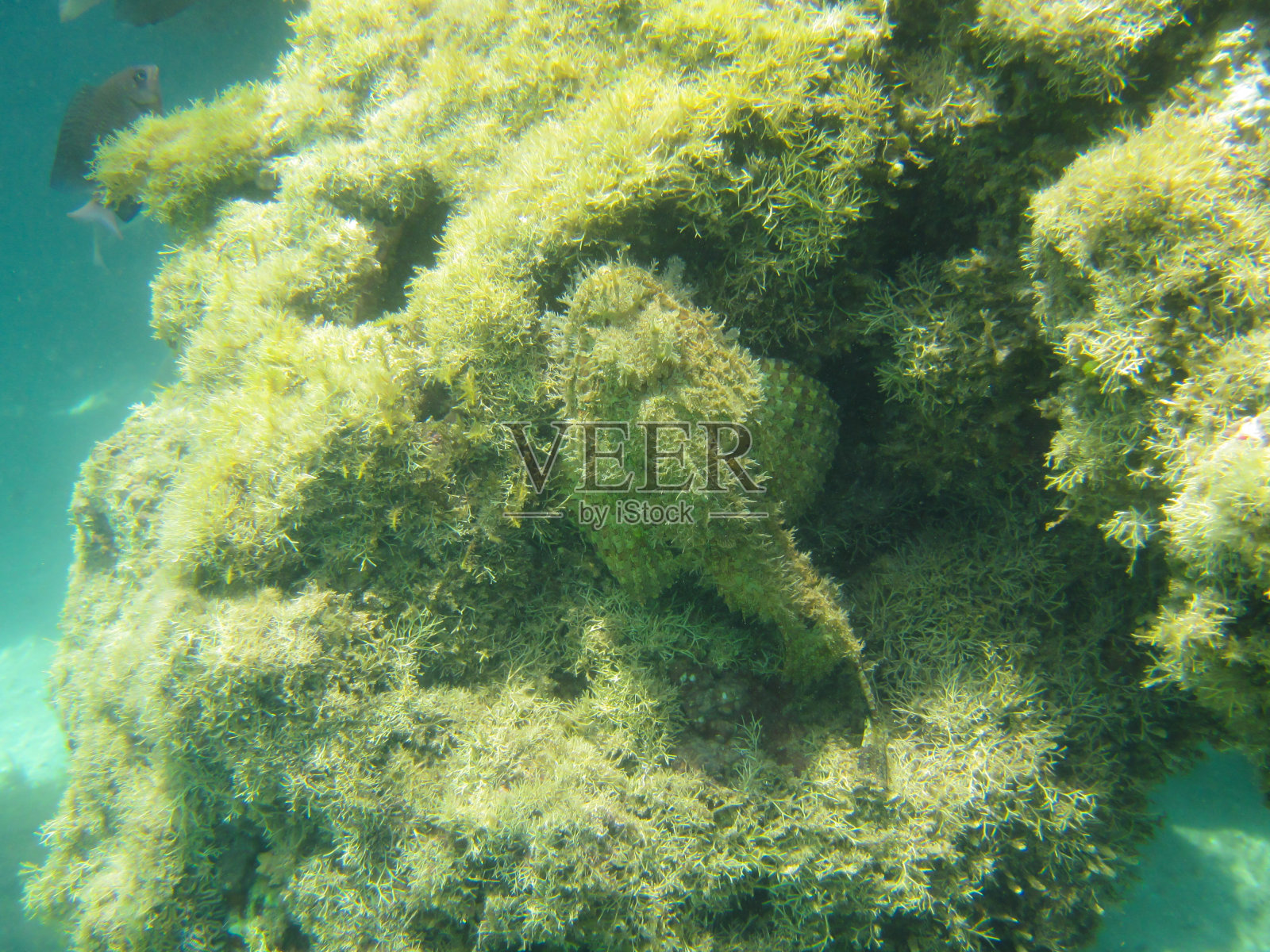 巴西的鱼照片摄影图片