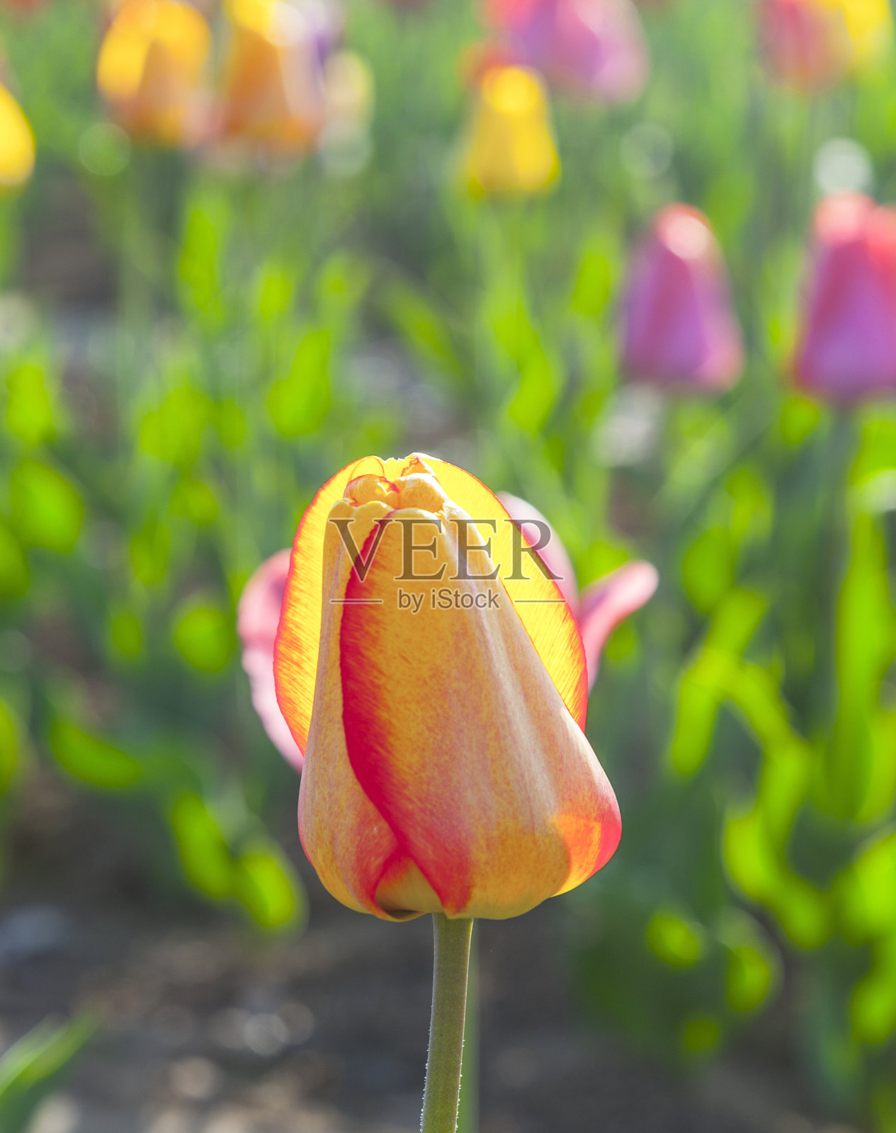 春天的田野里盛开着五颜六色的郁金香照片摄影图片