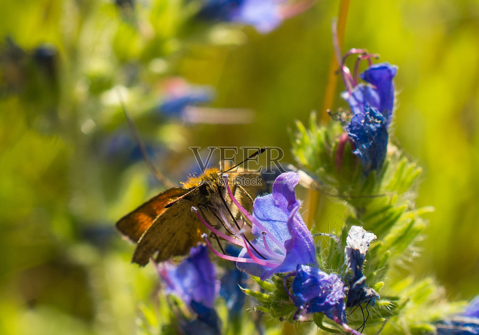 大自然的美丽照片摄影图片
