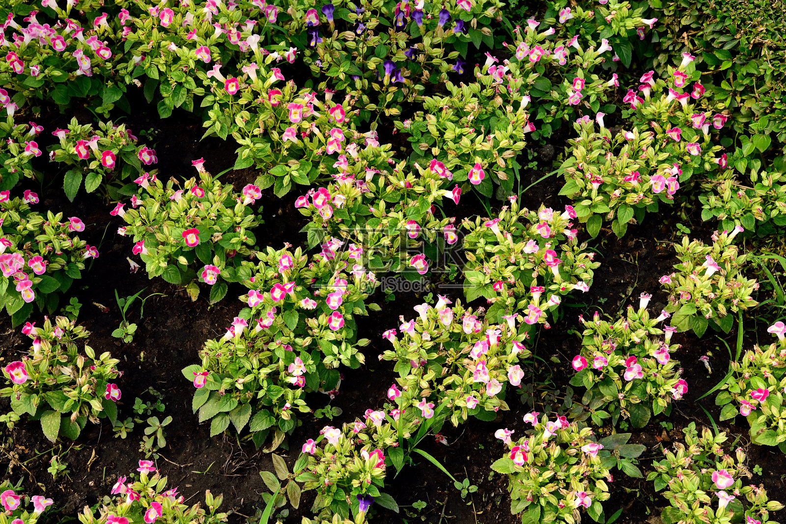 叉骨花照片摄影图片