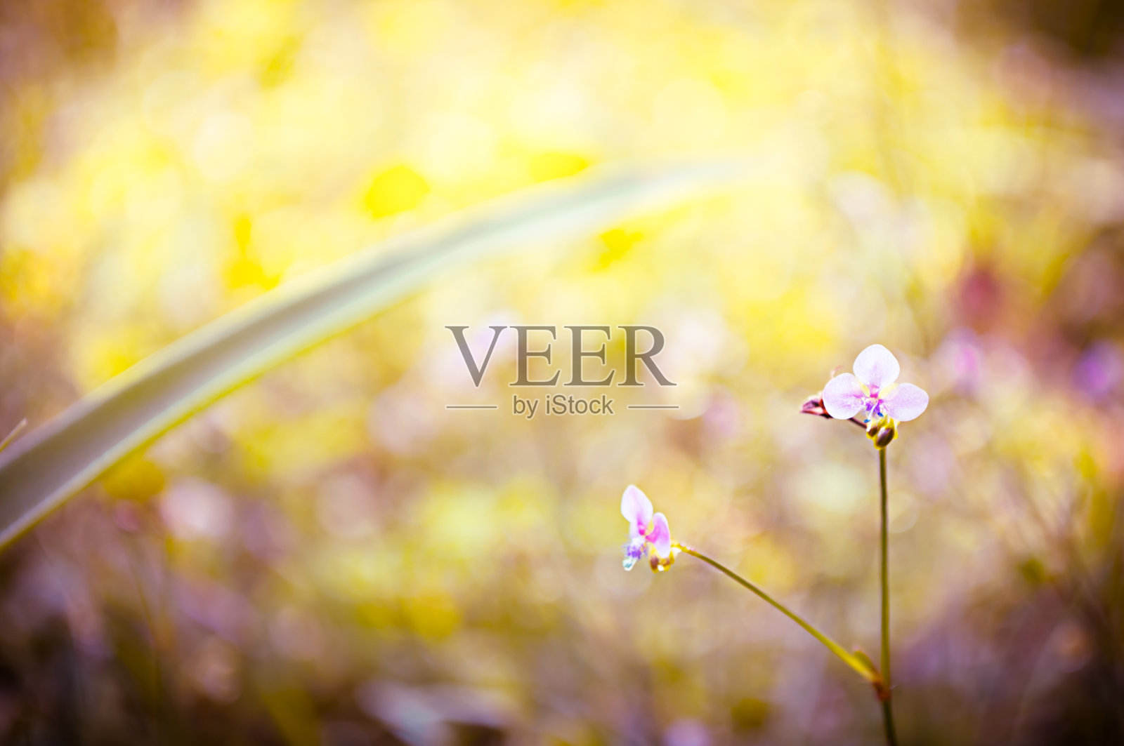 花的照片摄影图片