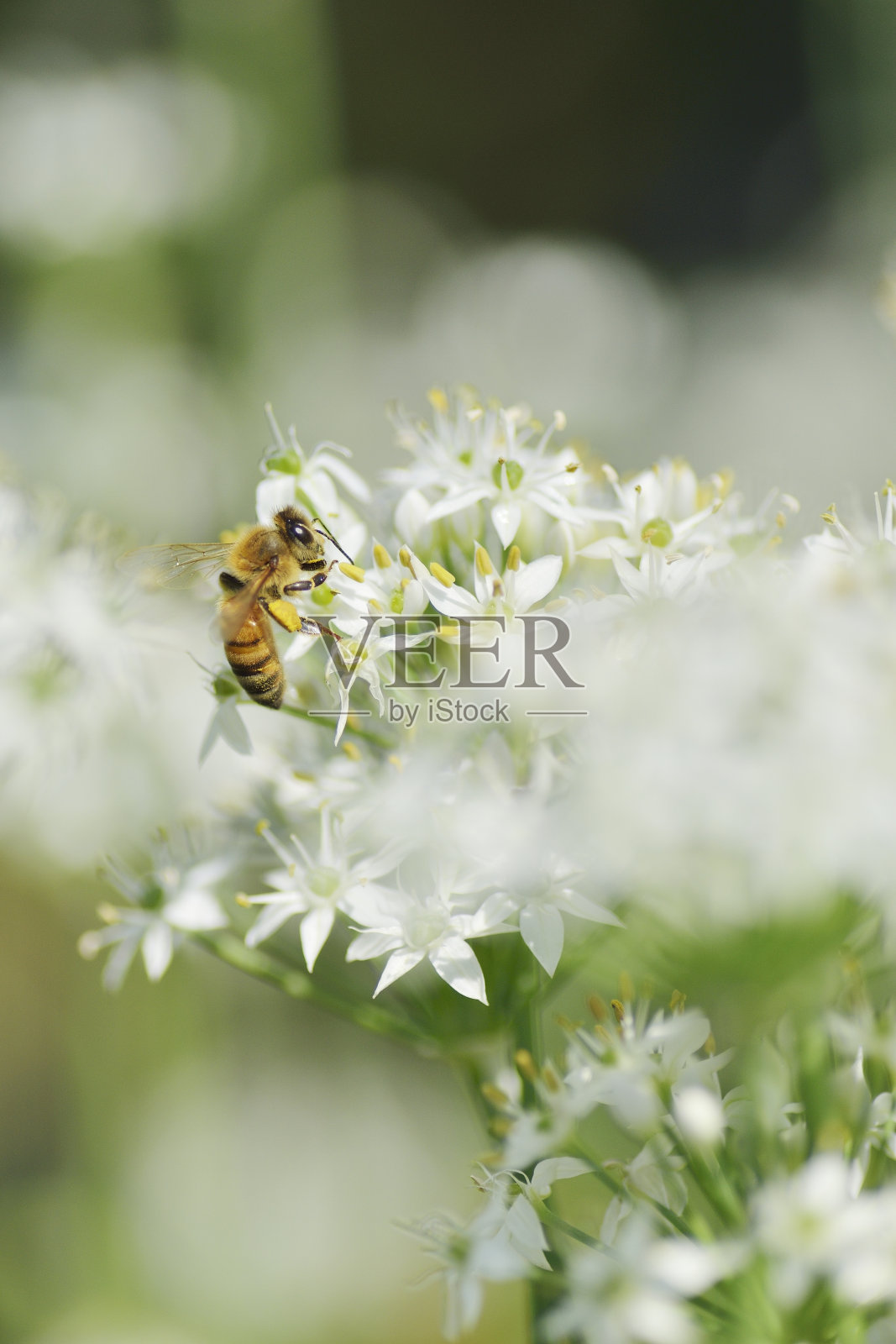 蜜蜂在夏天采集花粉照片摄影图片
