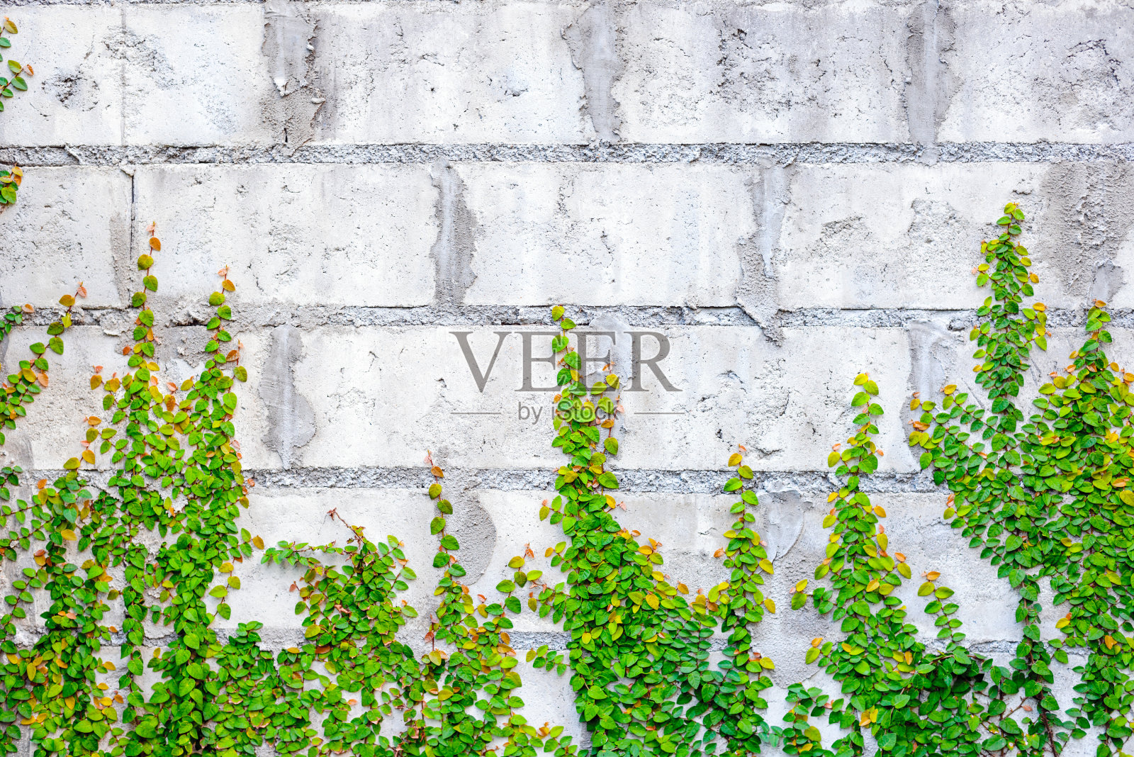 墙上的绿叶照片摄影图片