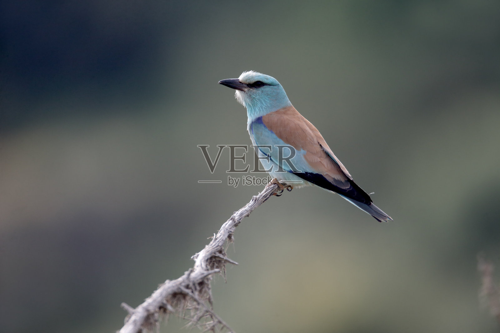 欧洲压路机，Coracias garrulus照片摄影图片