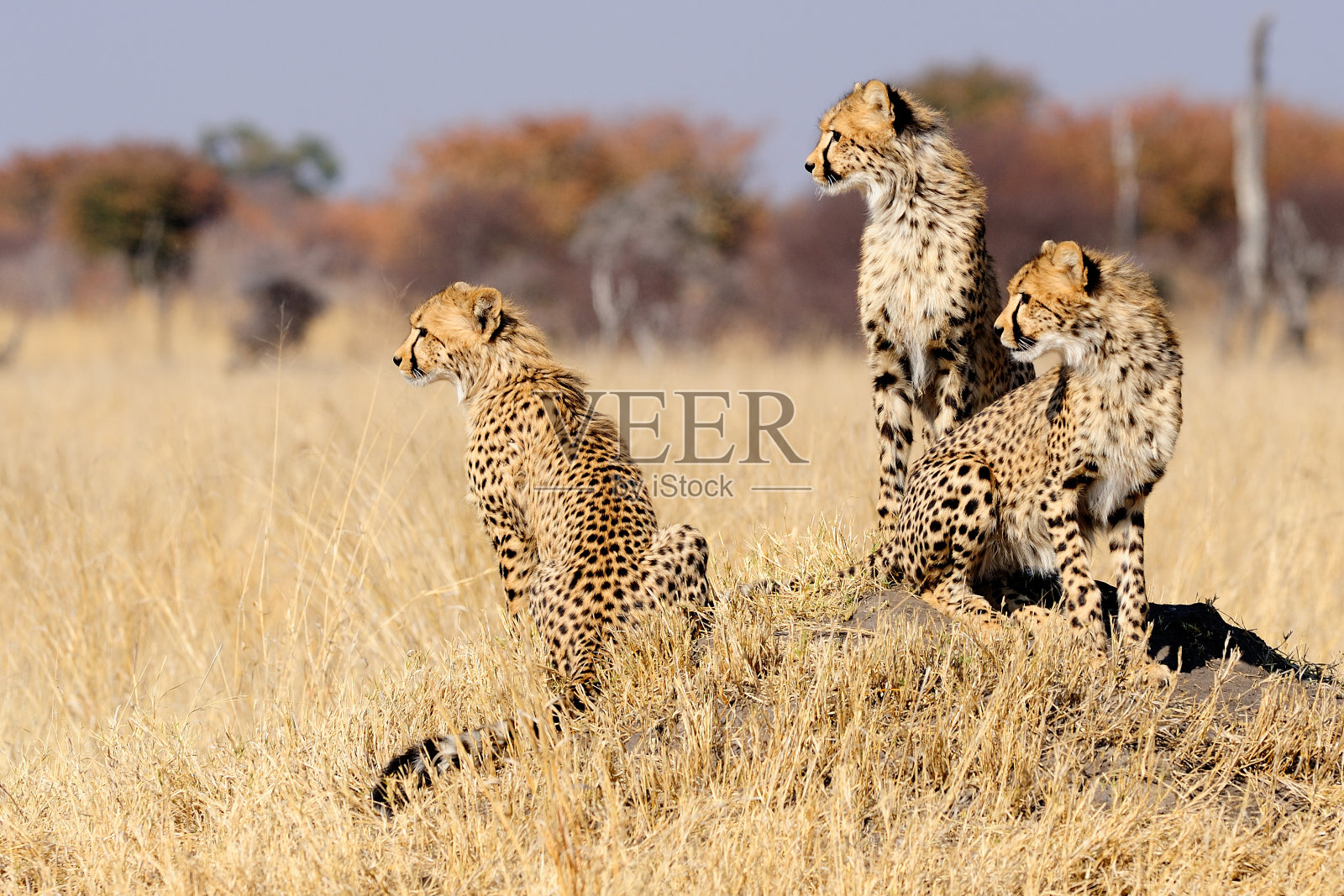 白蚁坐骑上的猎豹幼崽照片摄影图片