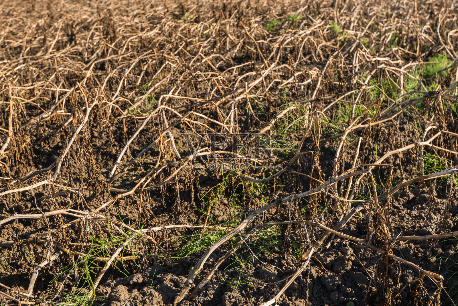 干燥的棕色土豆顶部形成紧密照片摄影图片