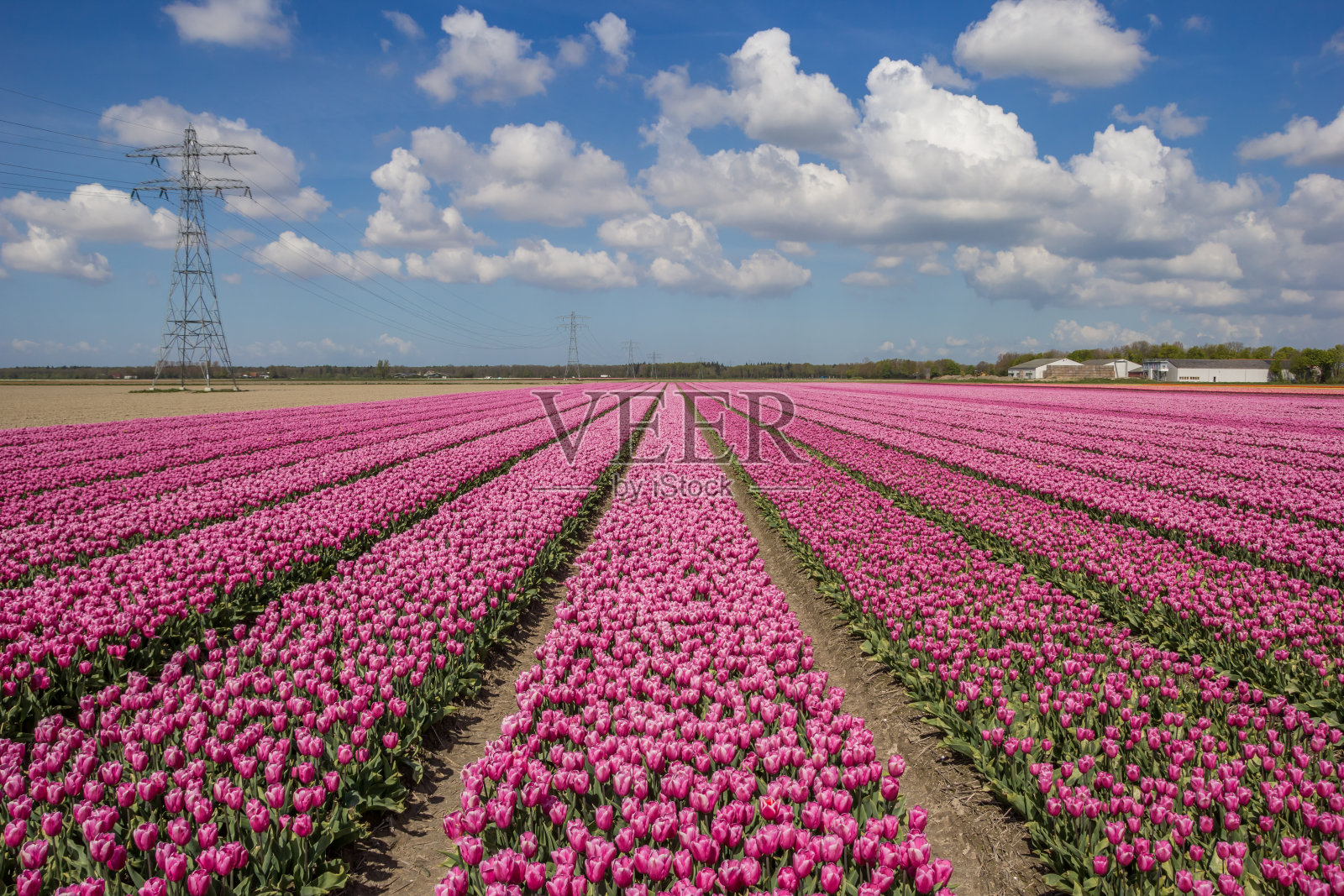 粉红色郁金香的田野照片摄影图片