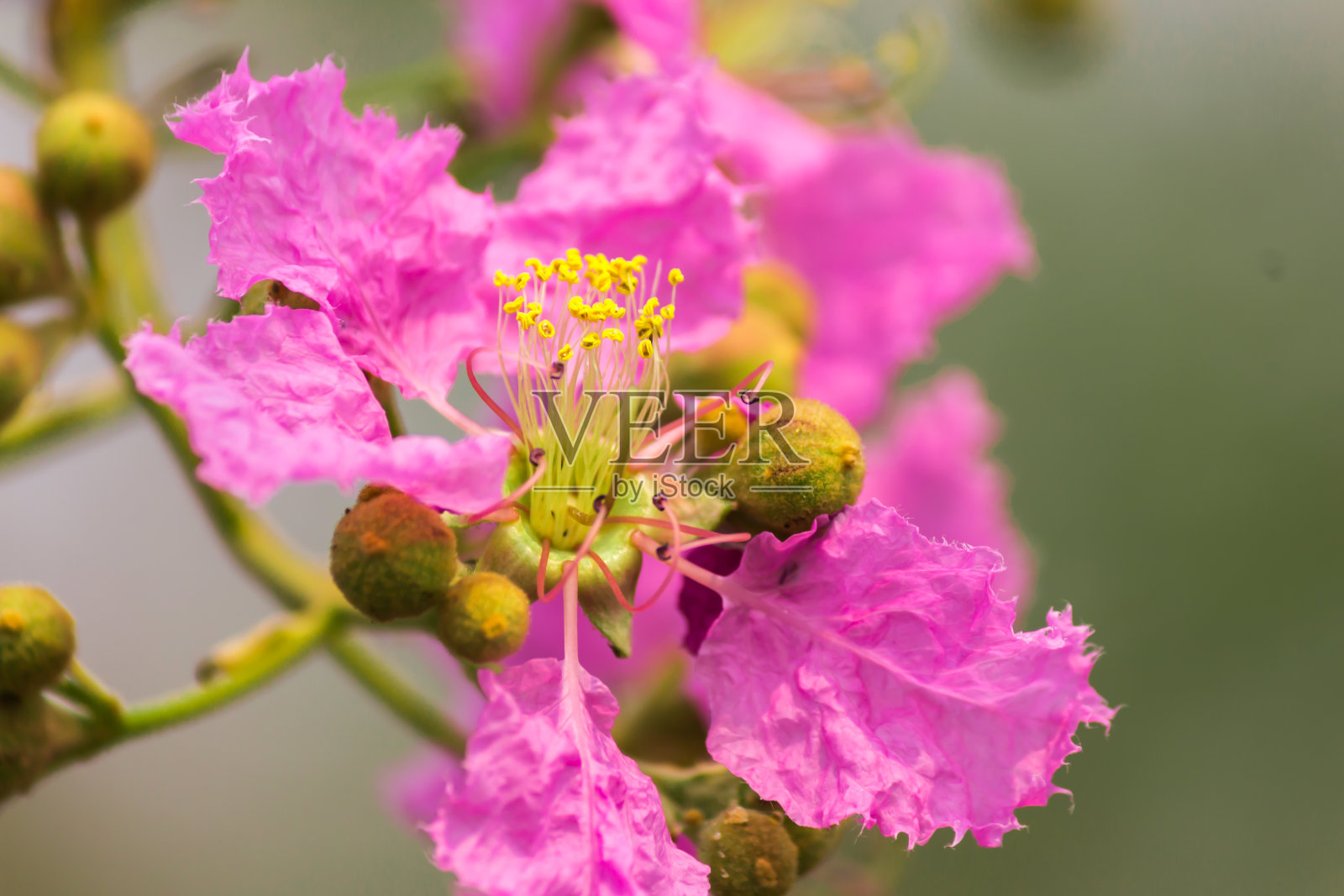 粉色Lagerstroemia籼稻。照片摄影图片