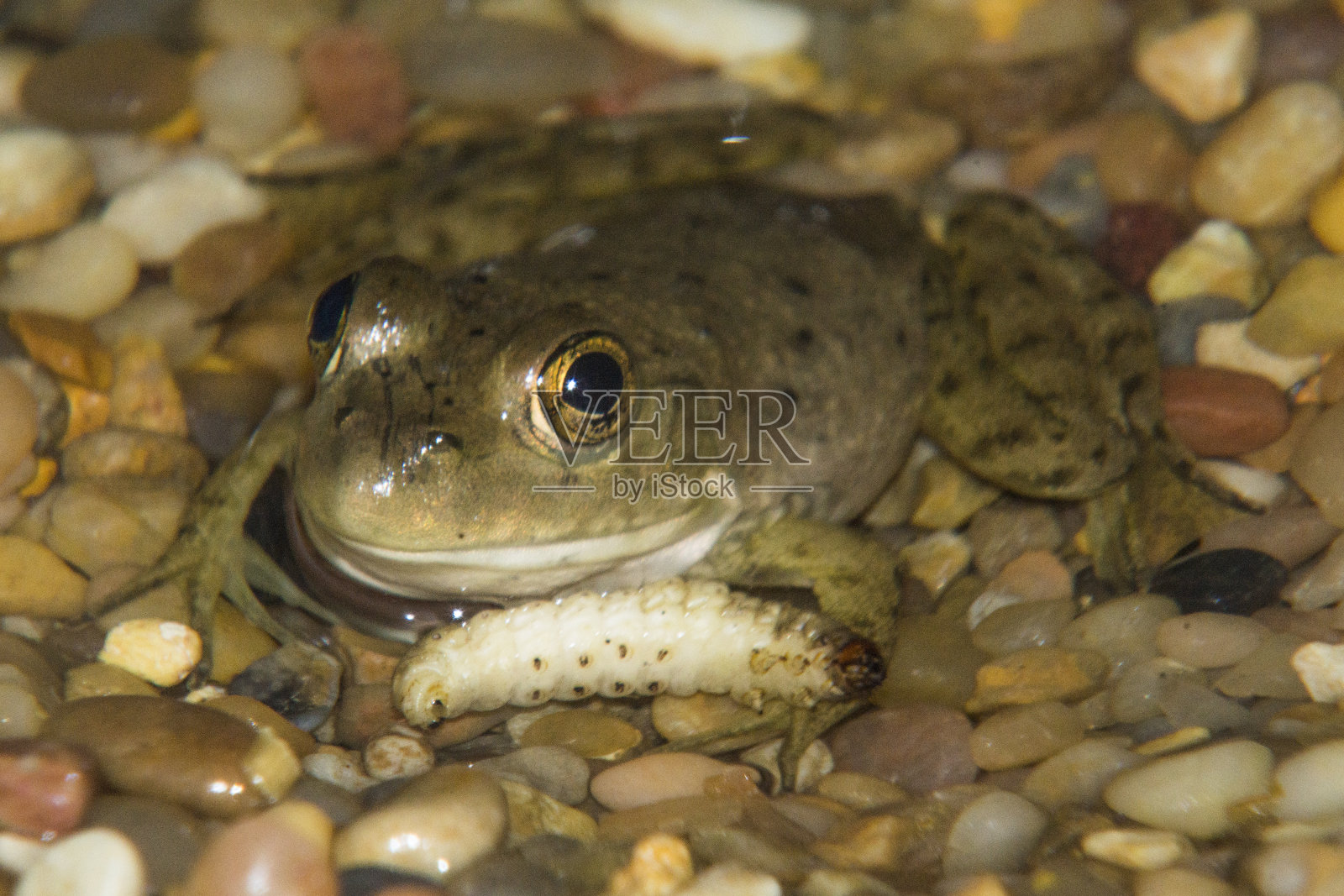 小青蛙和蜡虫照片摄影图片