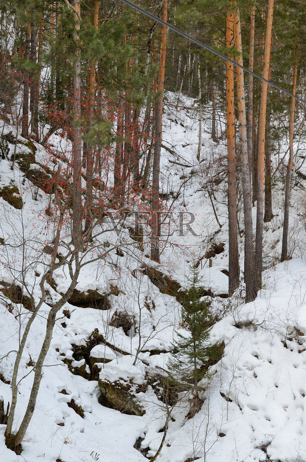 阿尔泰森林照片摄影图片
