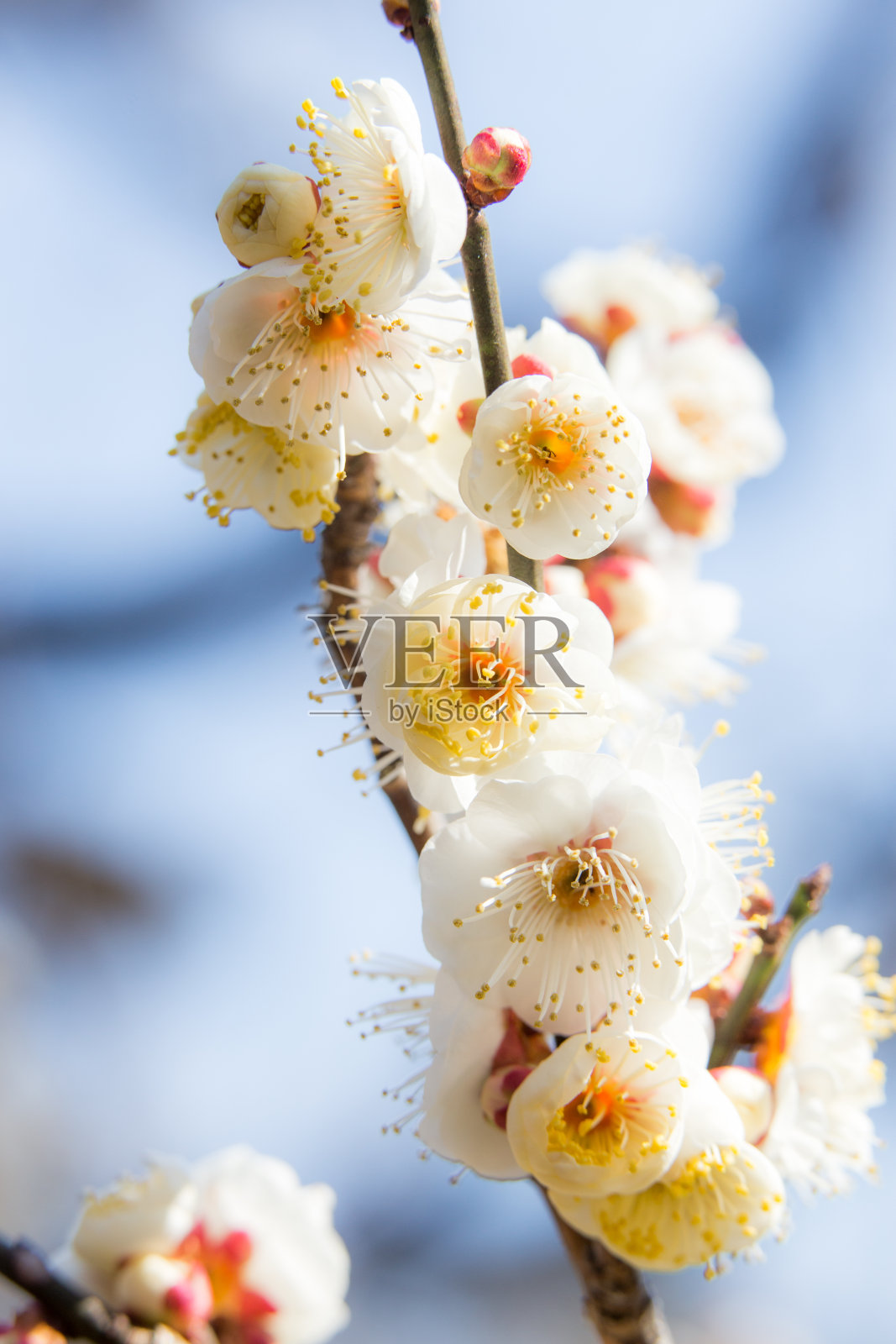 日本的梅花照片摄影图片