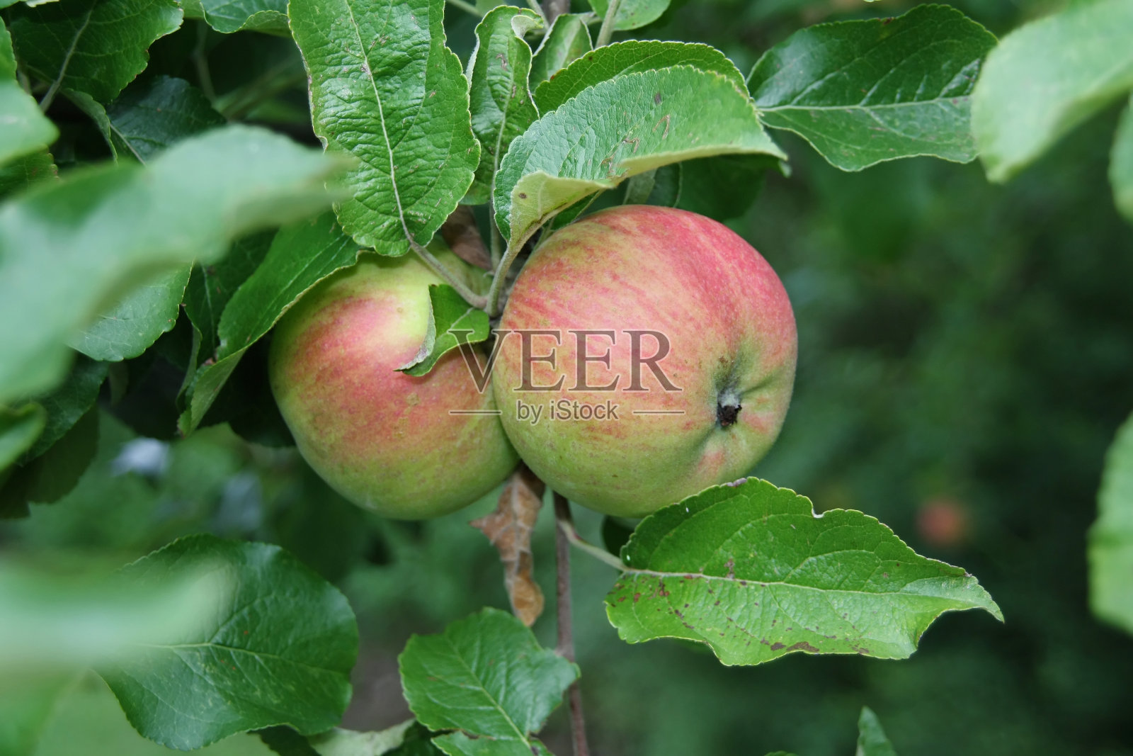 苹果在树上照片摄影图片