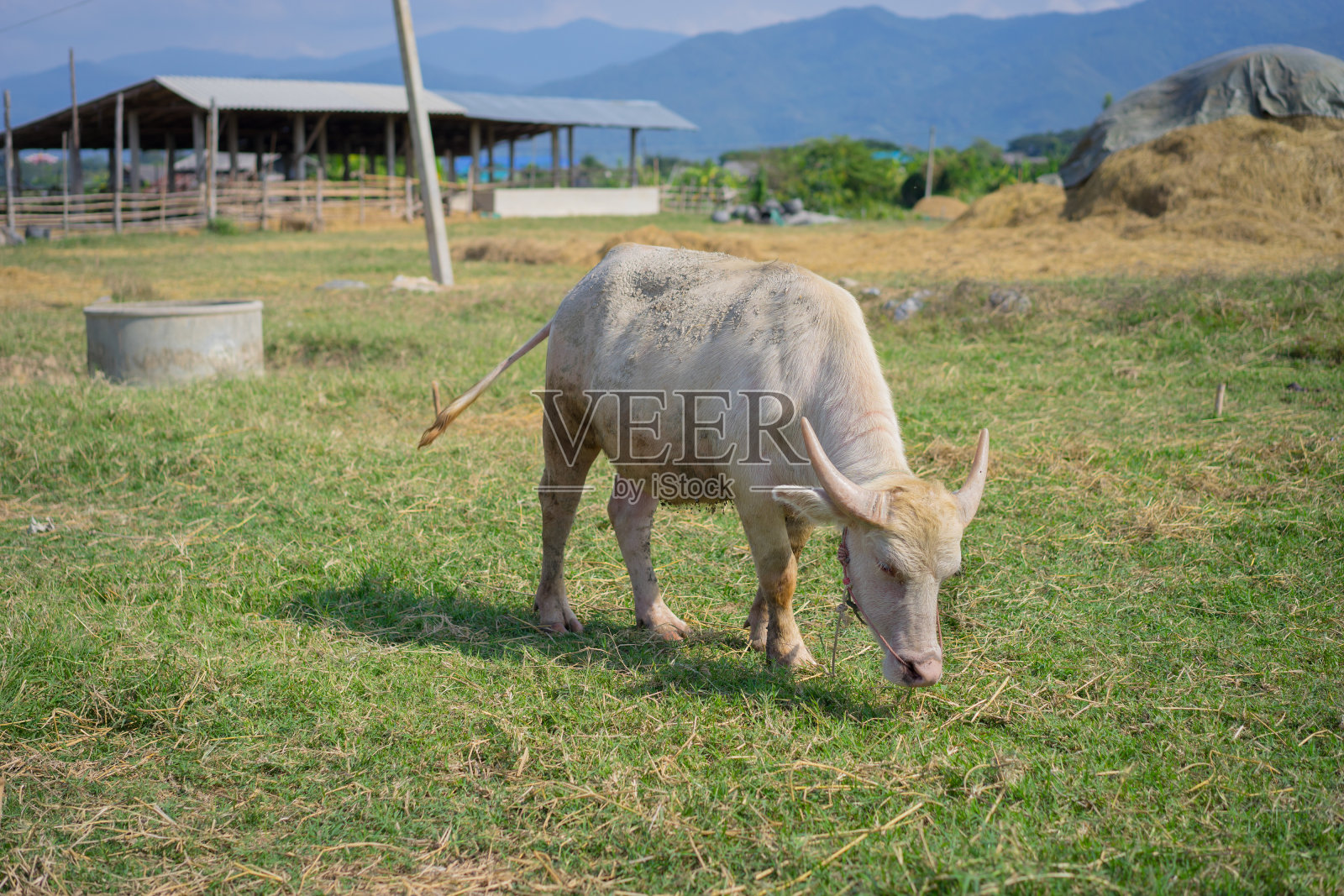 白化泰国Buffallo照片摄影图片