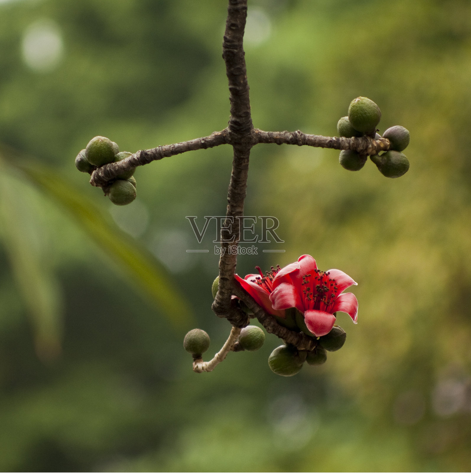 木棉照片摄影图片