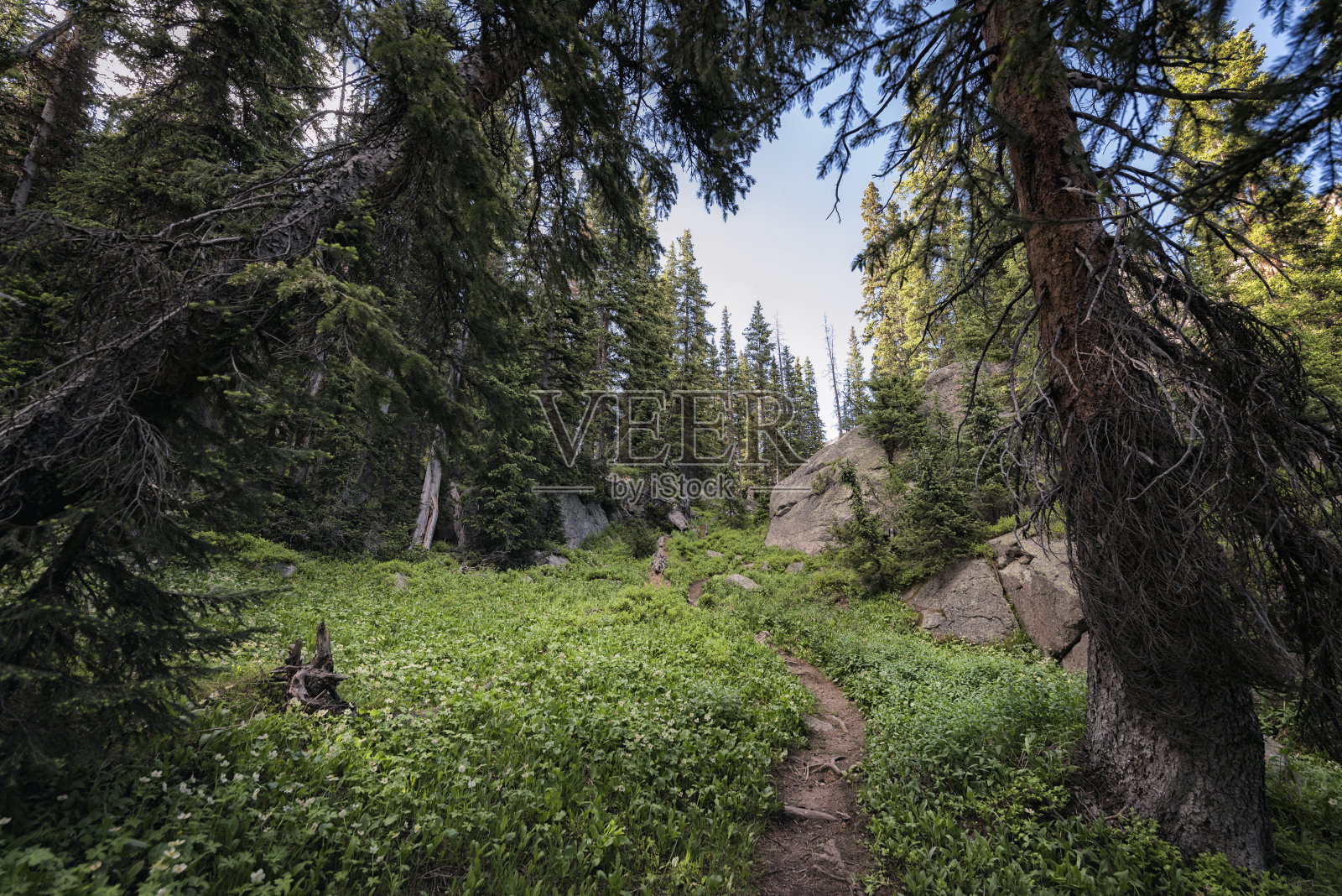 鹰巢荒野，科罗拉多州照片摄影图片