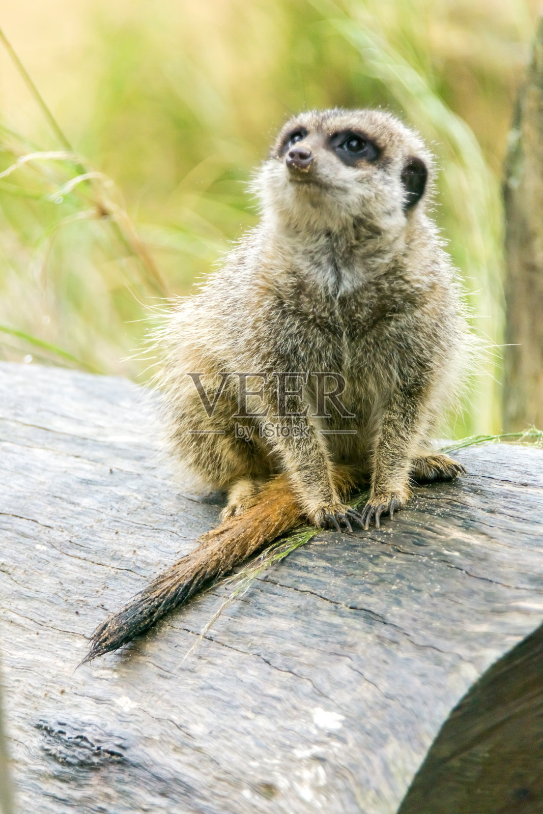 木头上的猫鼬照片摄影图片