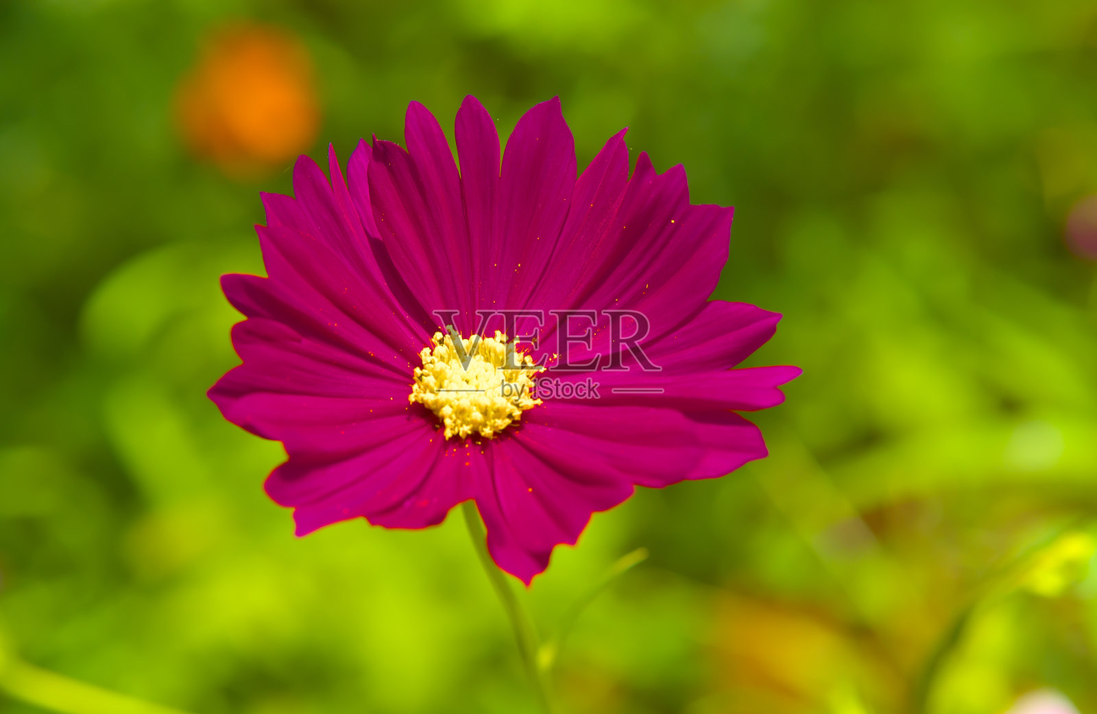 花照片摄影图片