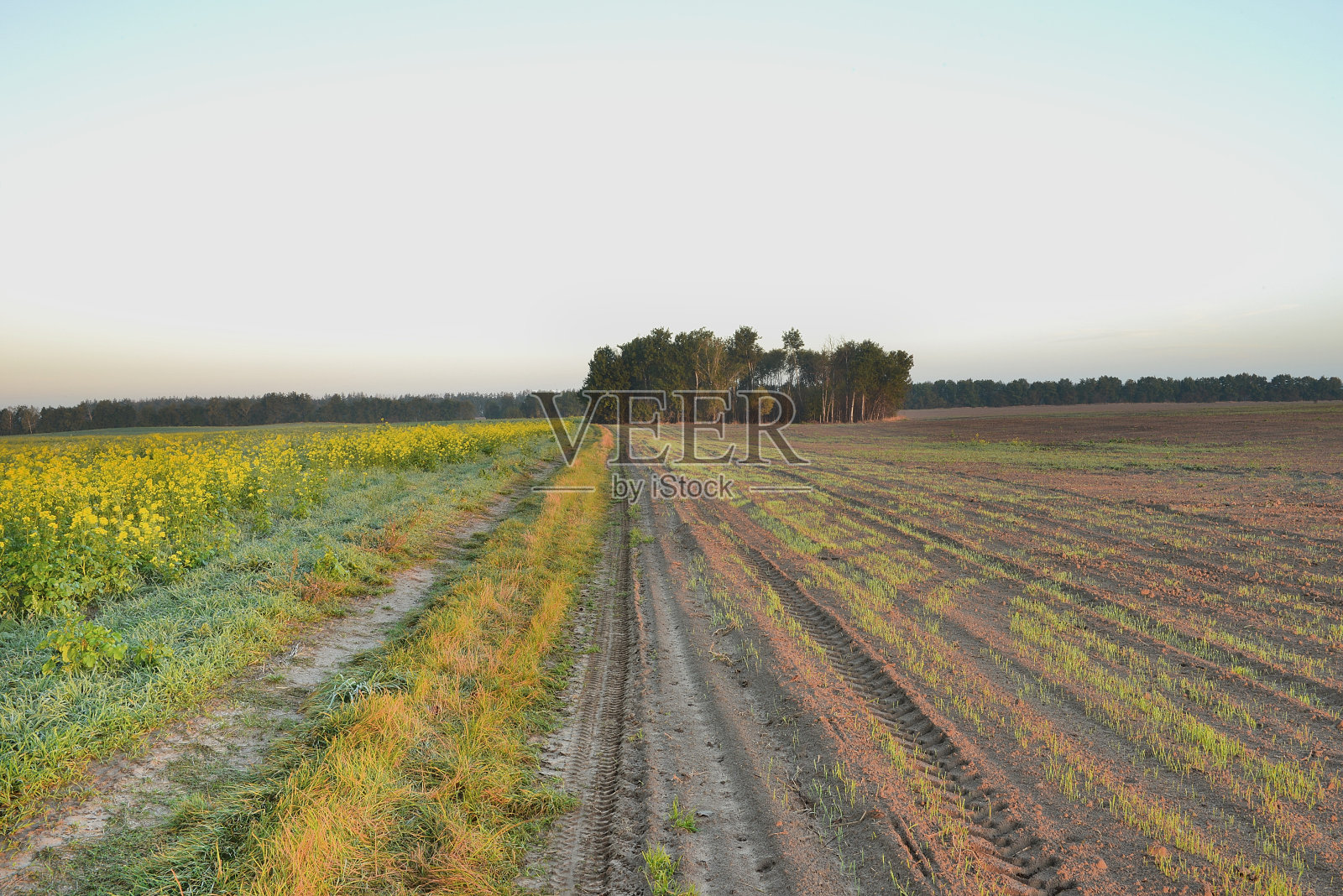 秋天田野里的黎明照片摄影图片
