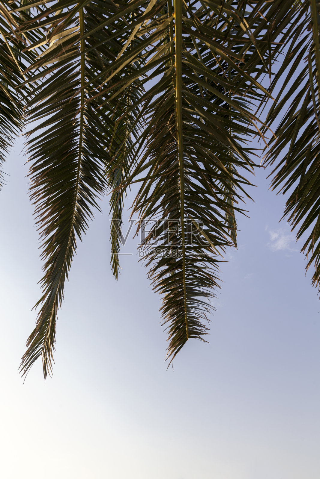 在棕榈叶下照片摄影图片