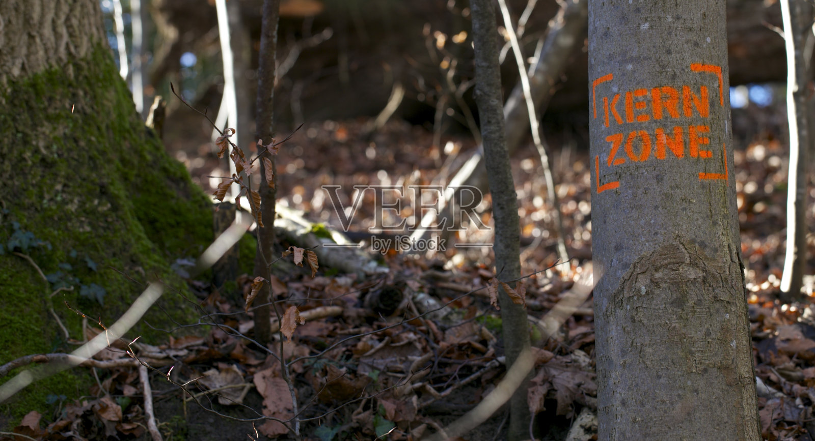 克恩区-森林的中心照片摄影图片