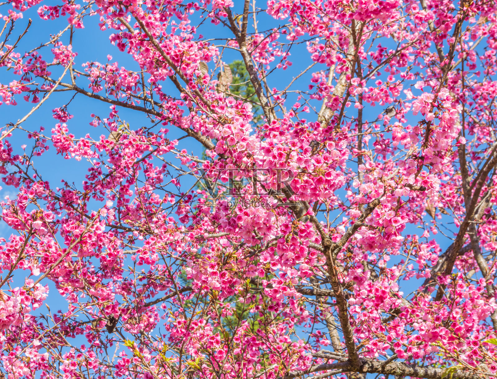 野生喜马拉雅樱桃照片摄影图片