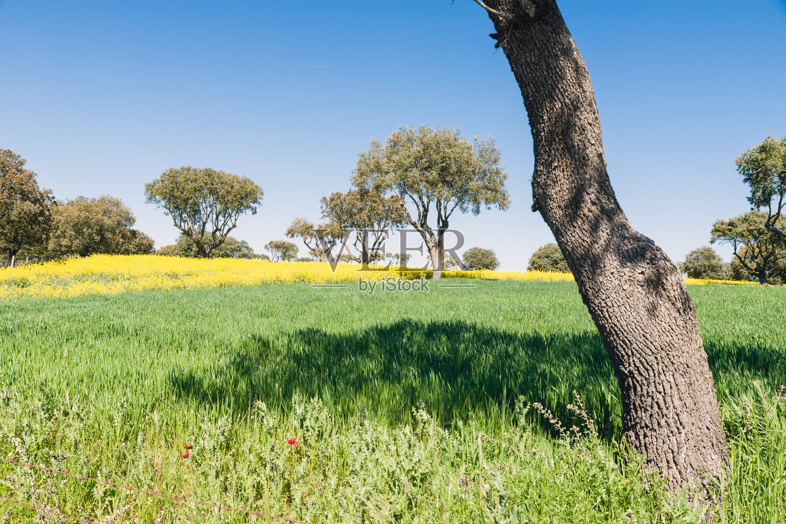 高尔夫球场上的绿草照片摄影图片