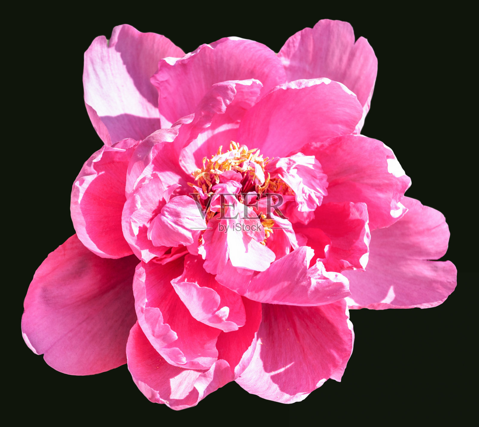 黑底牡丹照片摄影图片