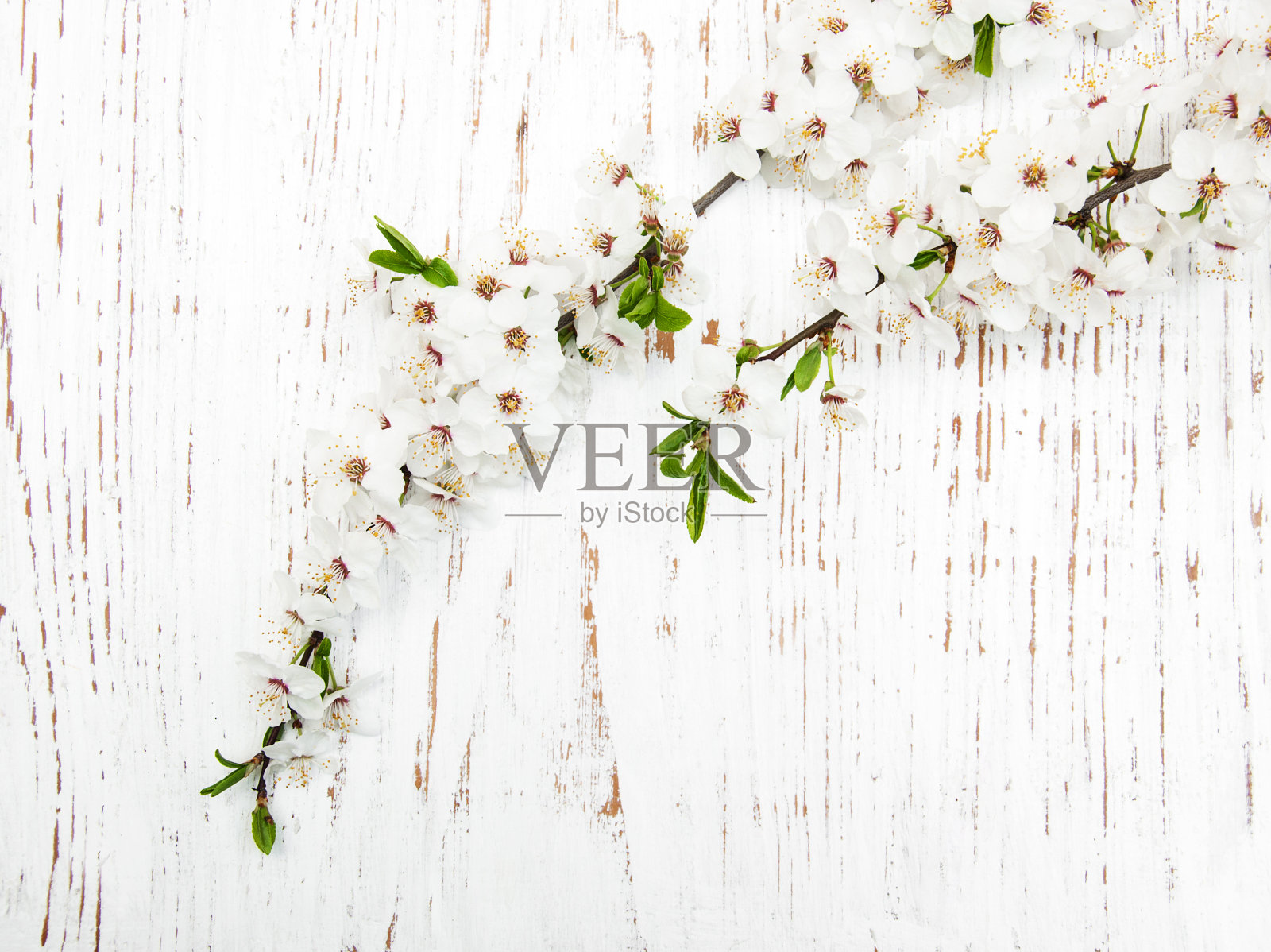 木背景上的春花照片摄影图片