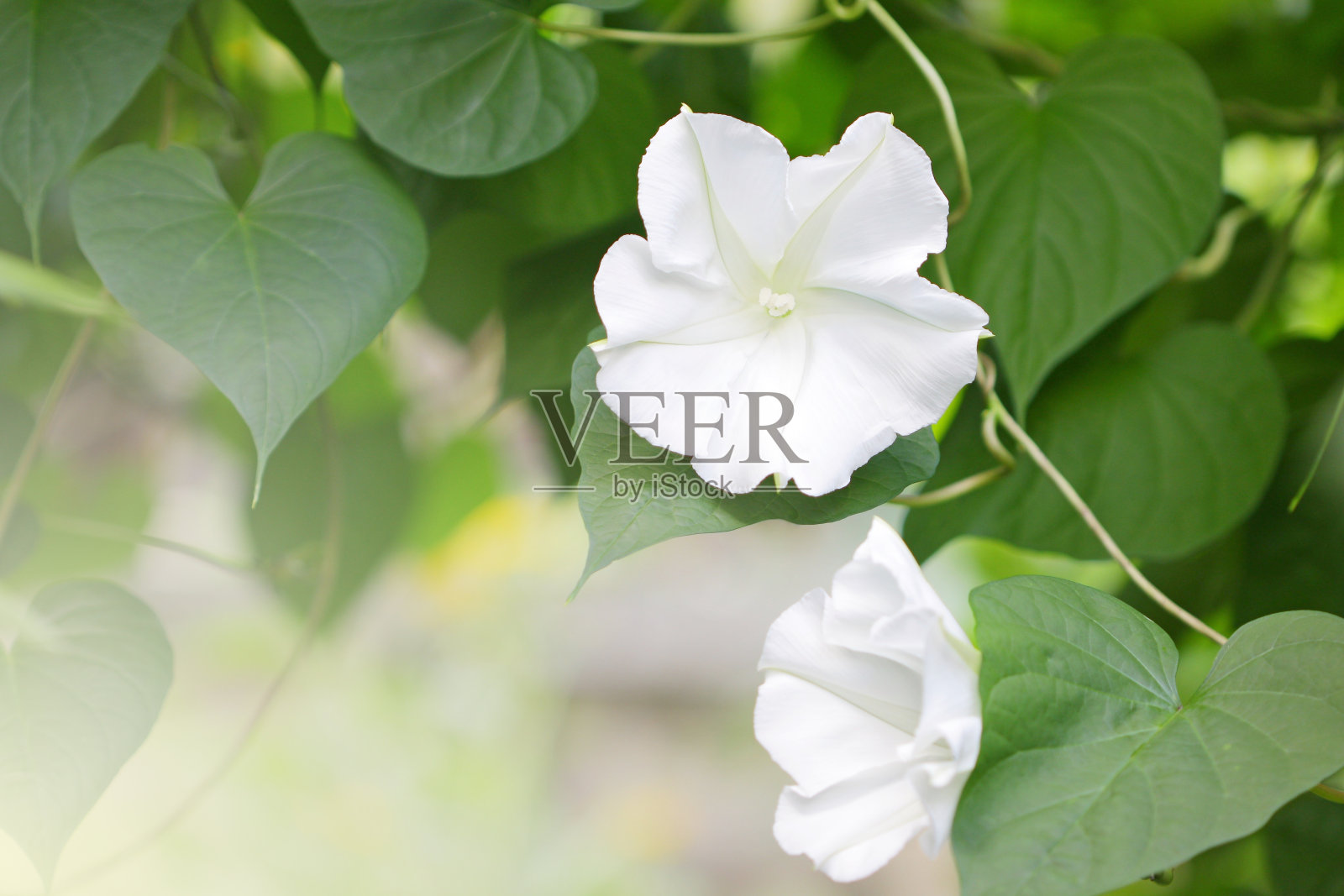 中国纸花照片摄影图片