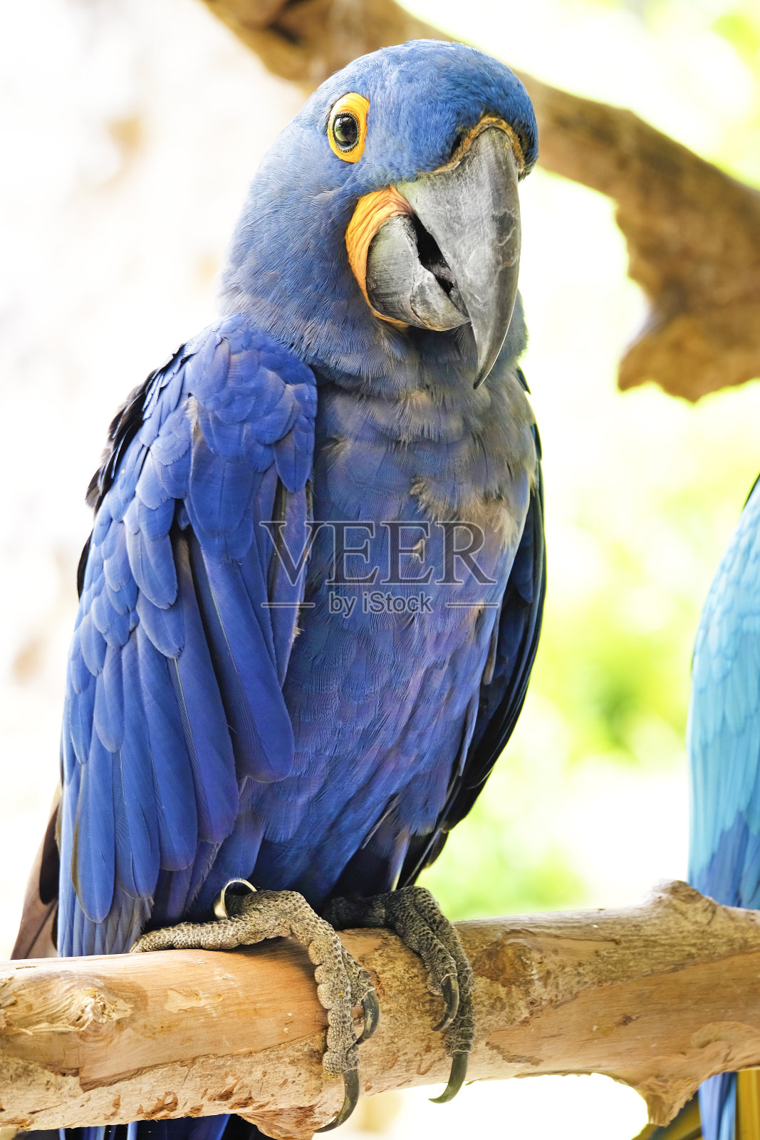 风信子金刚鹦鹉的肖像照片摄影图片