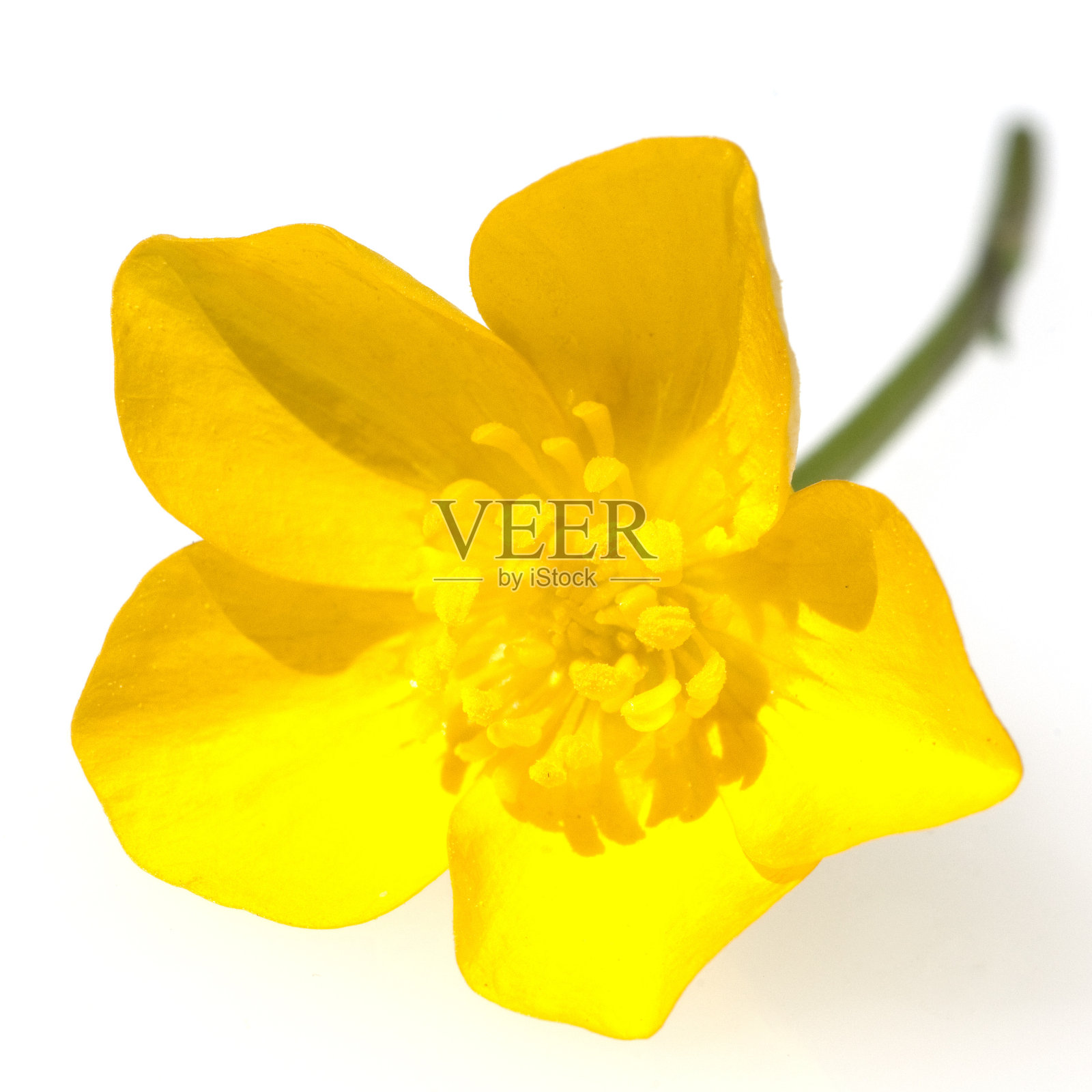 沼泽万寿菊;Caltha;palustris照片摄影图片