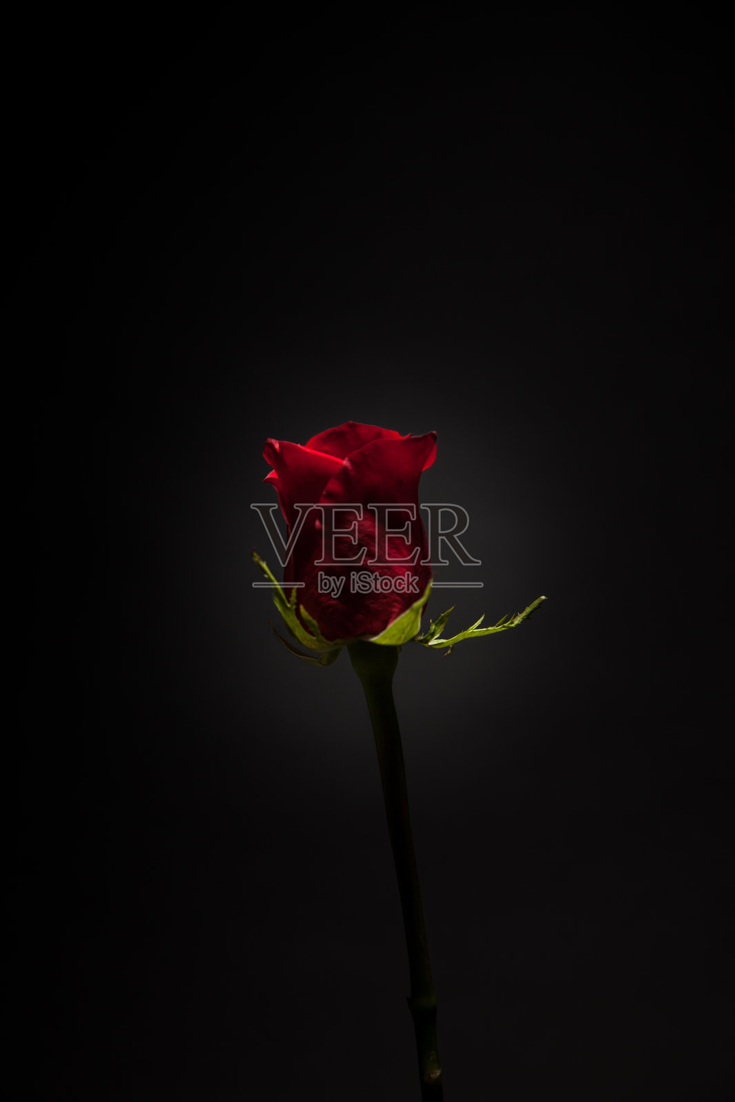 玫瑰照片摄影图片