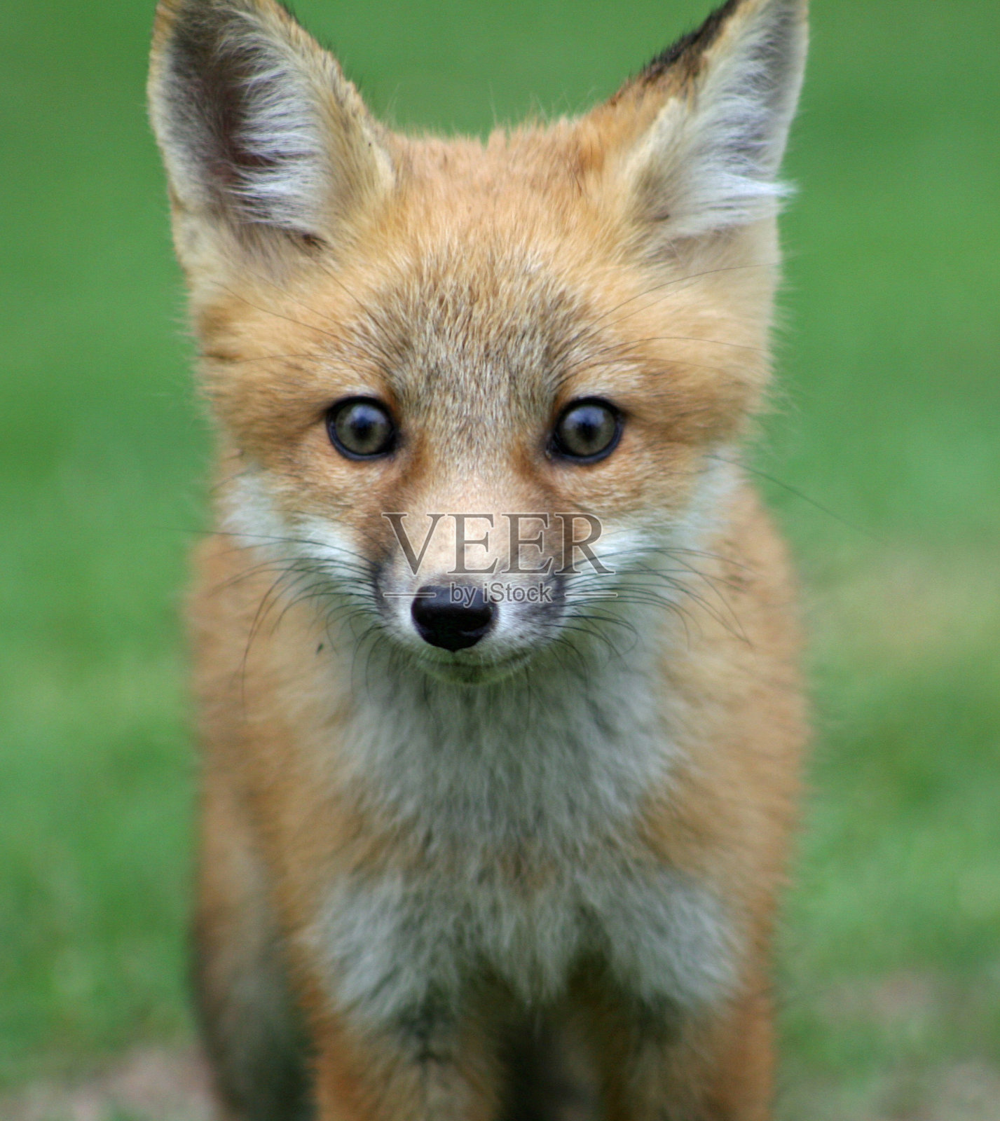 小红狐狸照片摄影图片