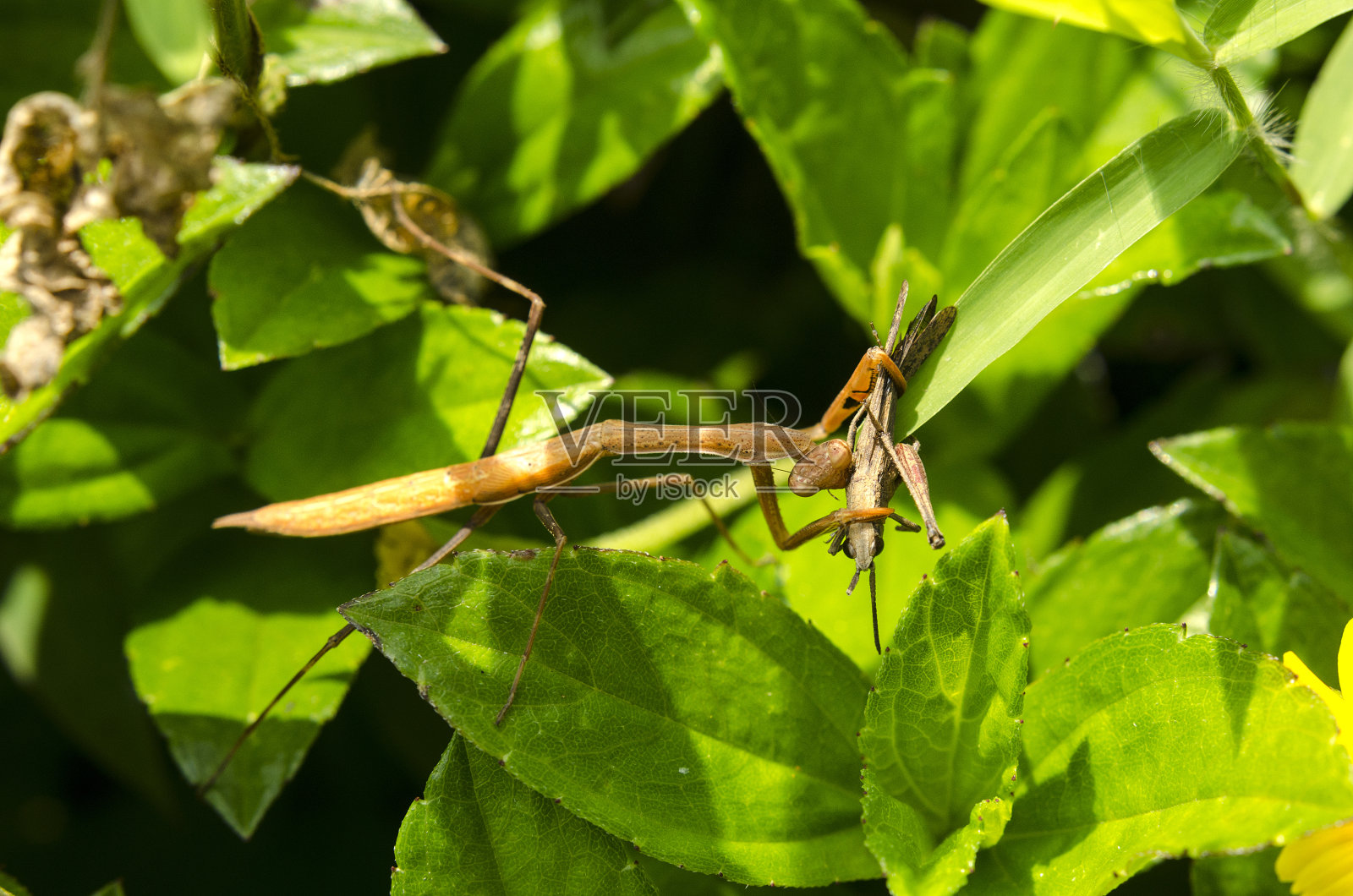 螳螂吃照片摄影图片