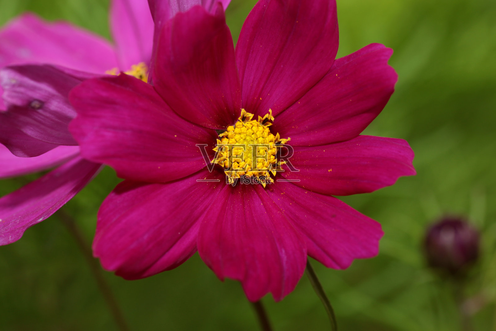 花蕾粉红花朵特写照片摄影图片