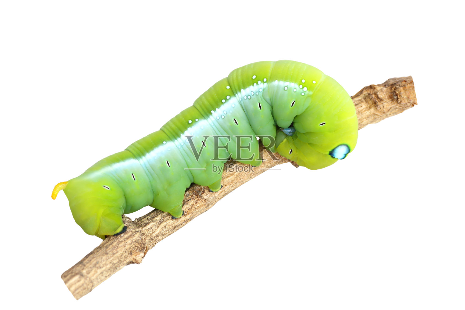 毛毛虫被孤立在白色的背景上照片摄影图片