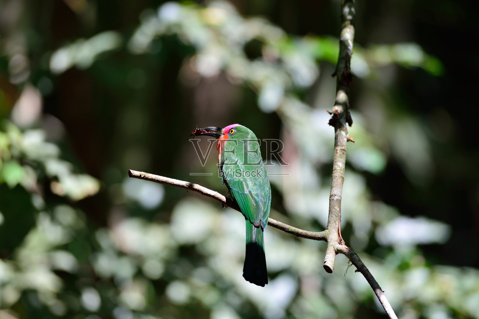 野生鸟类照片摄影图片