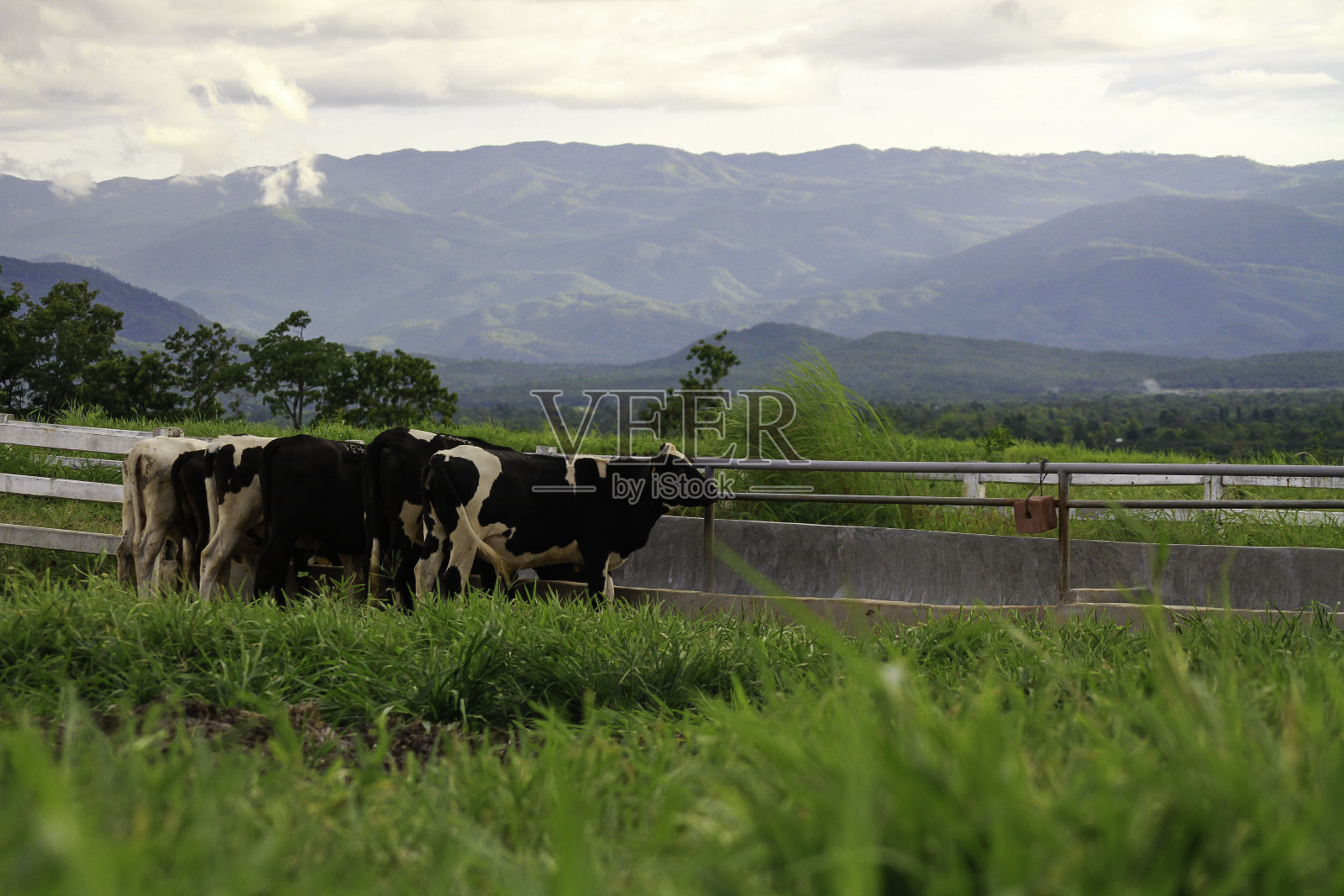 奶牛在草地上吃草照片摄影图片