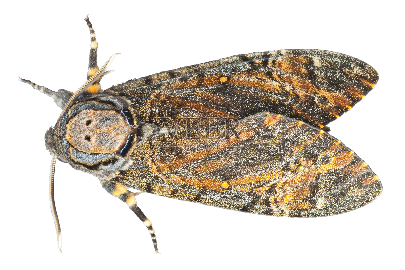 蛾照片摄影图片