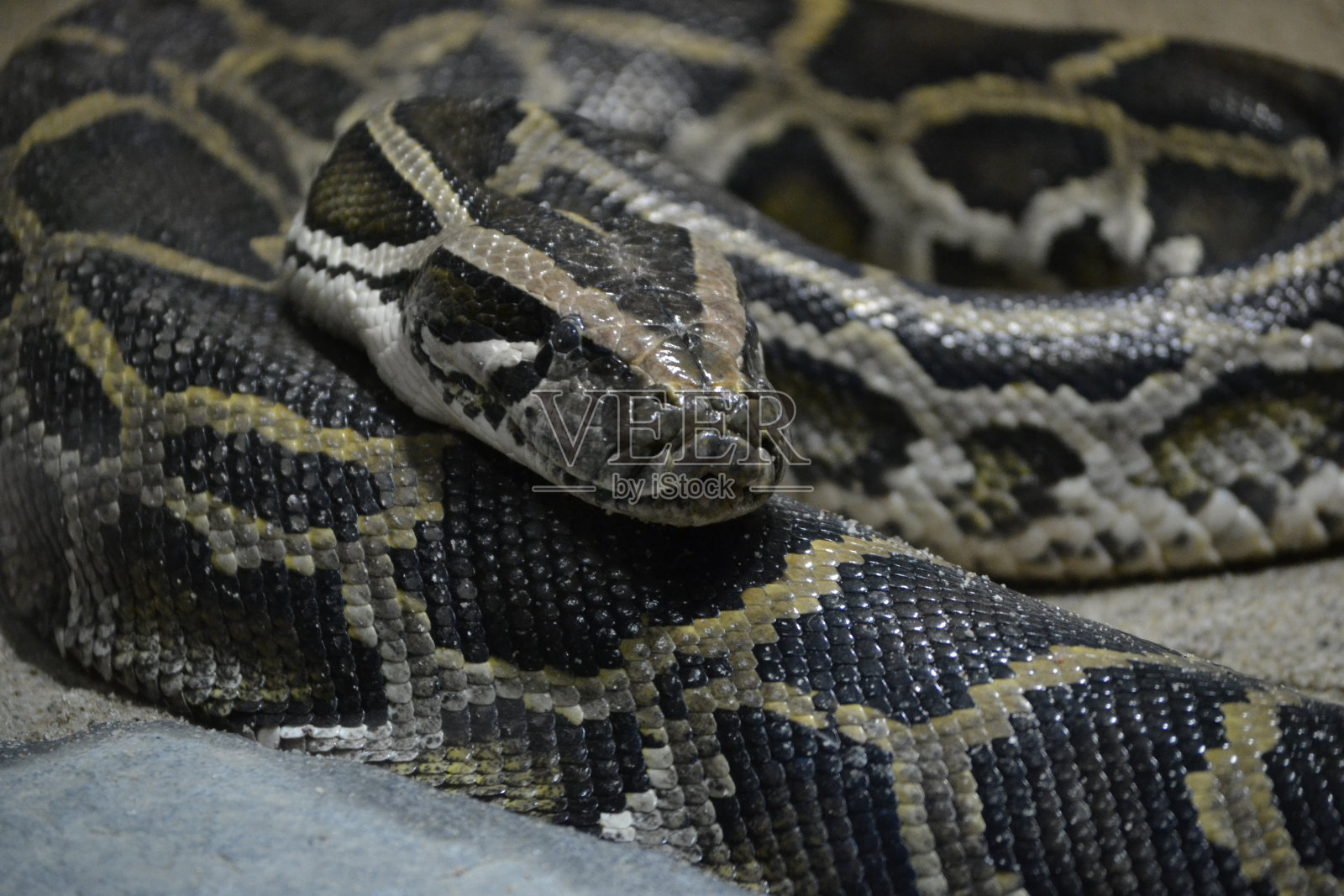 蛇蛇照片摄影图片