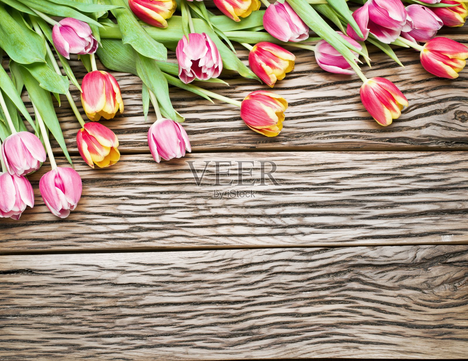 粉红色和红色的郁金香。照片摄影图片