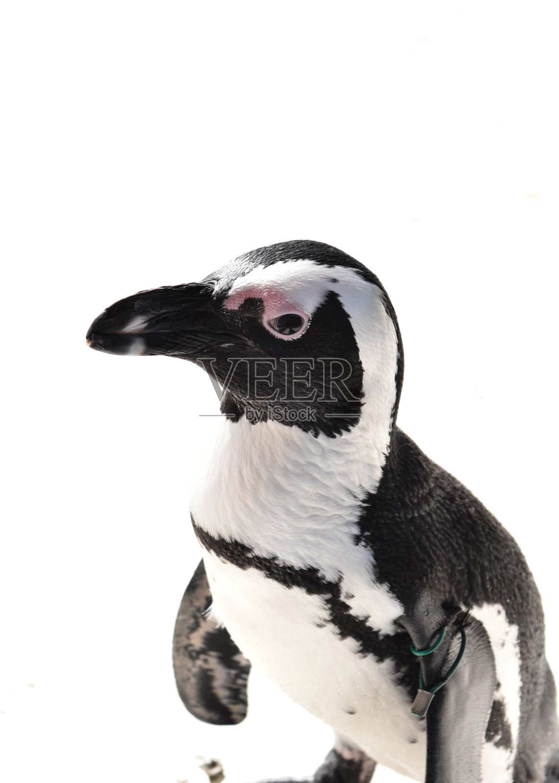 英俊的企鹅照片摄影图片