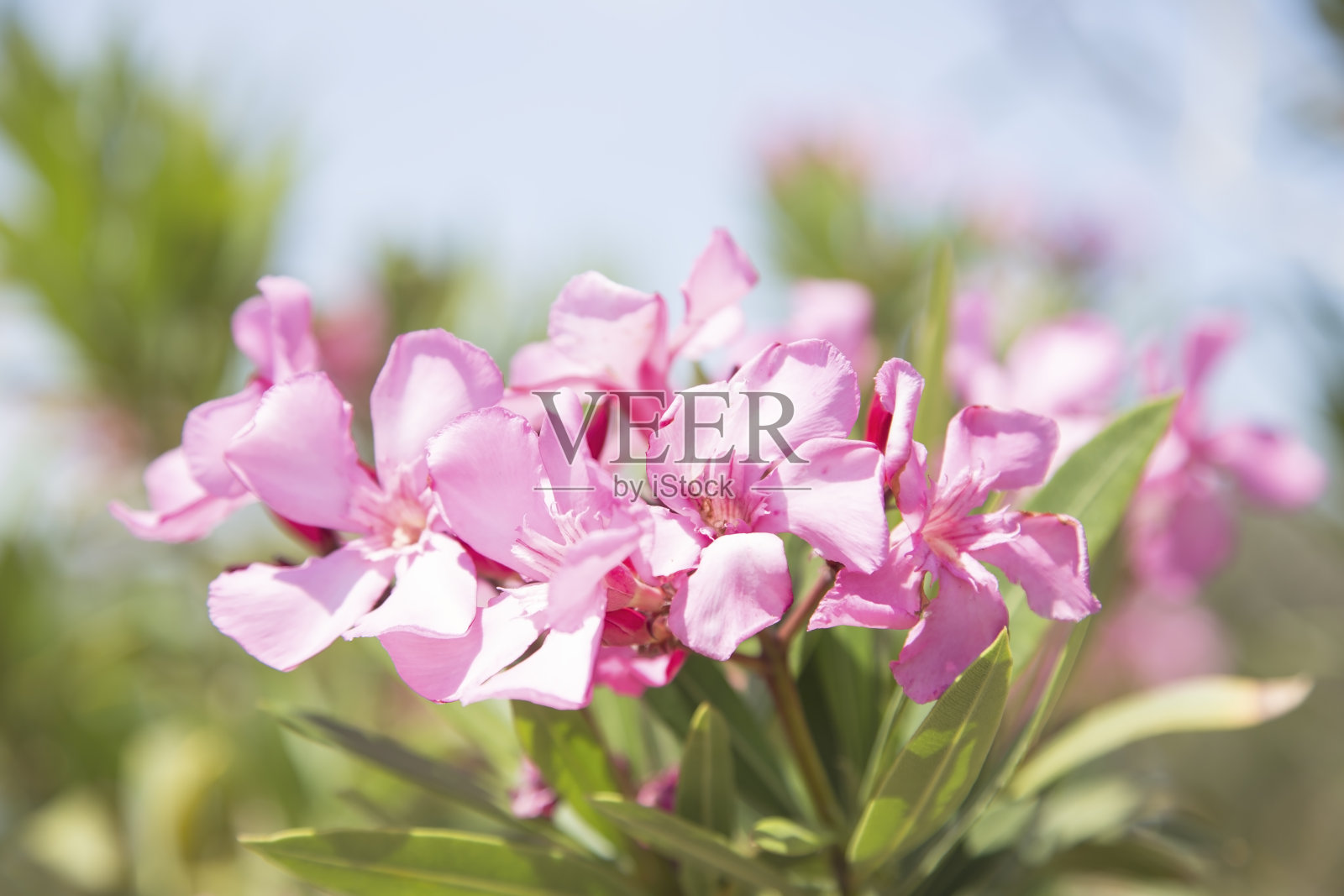 粉红oleandr照片摄影图片