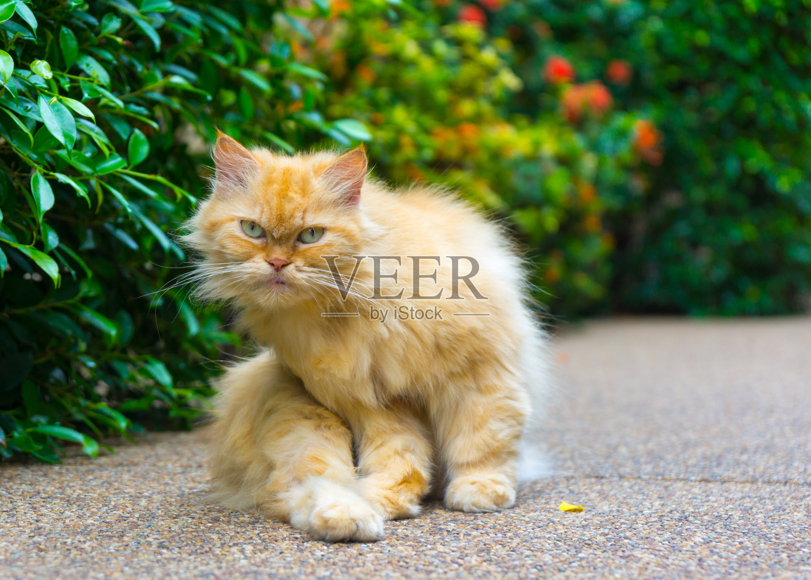 红猫坐着照片摄影图片