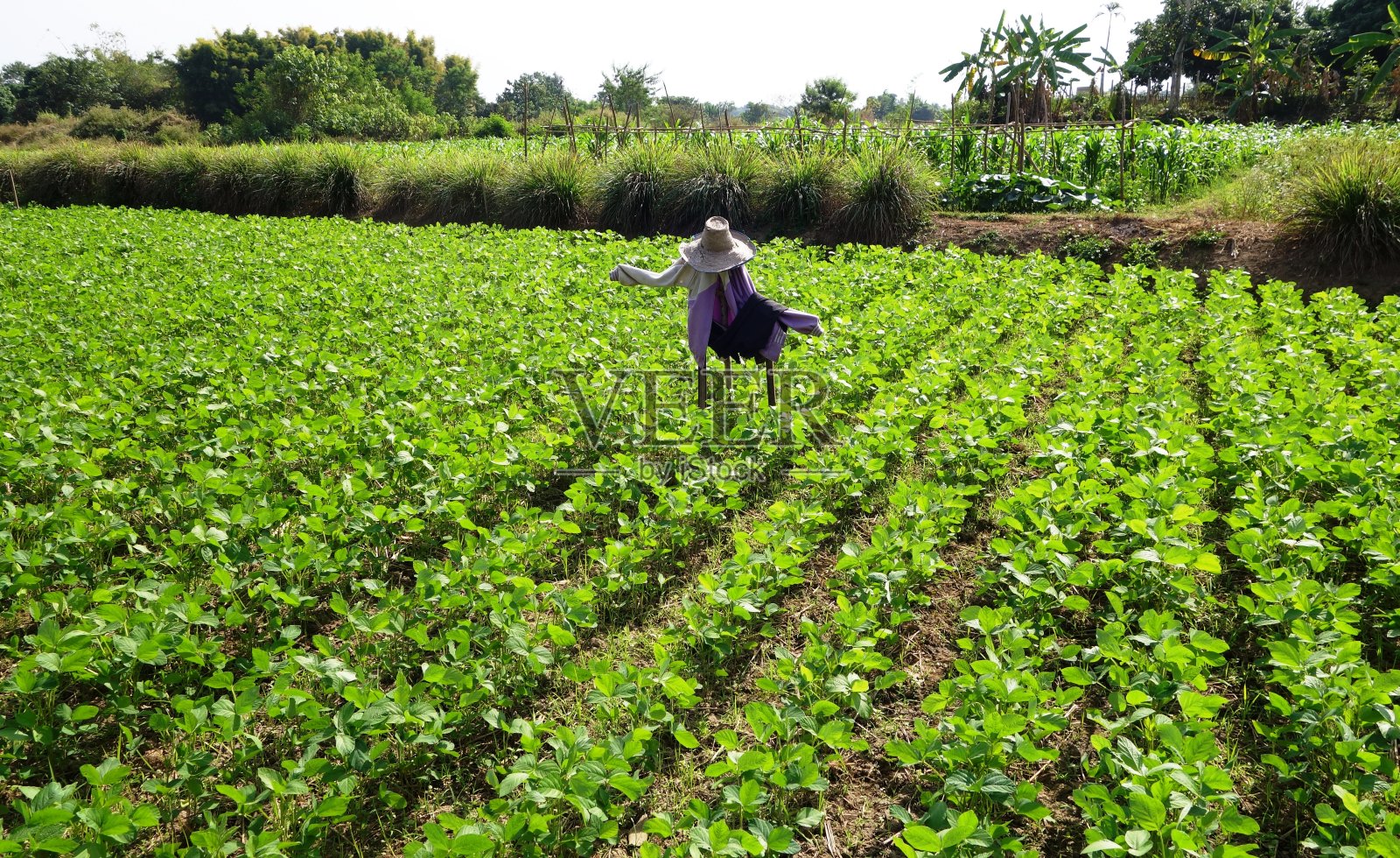 大豆种植园里的稻草人照片摄影图片